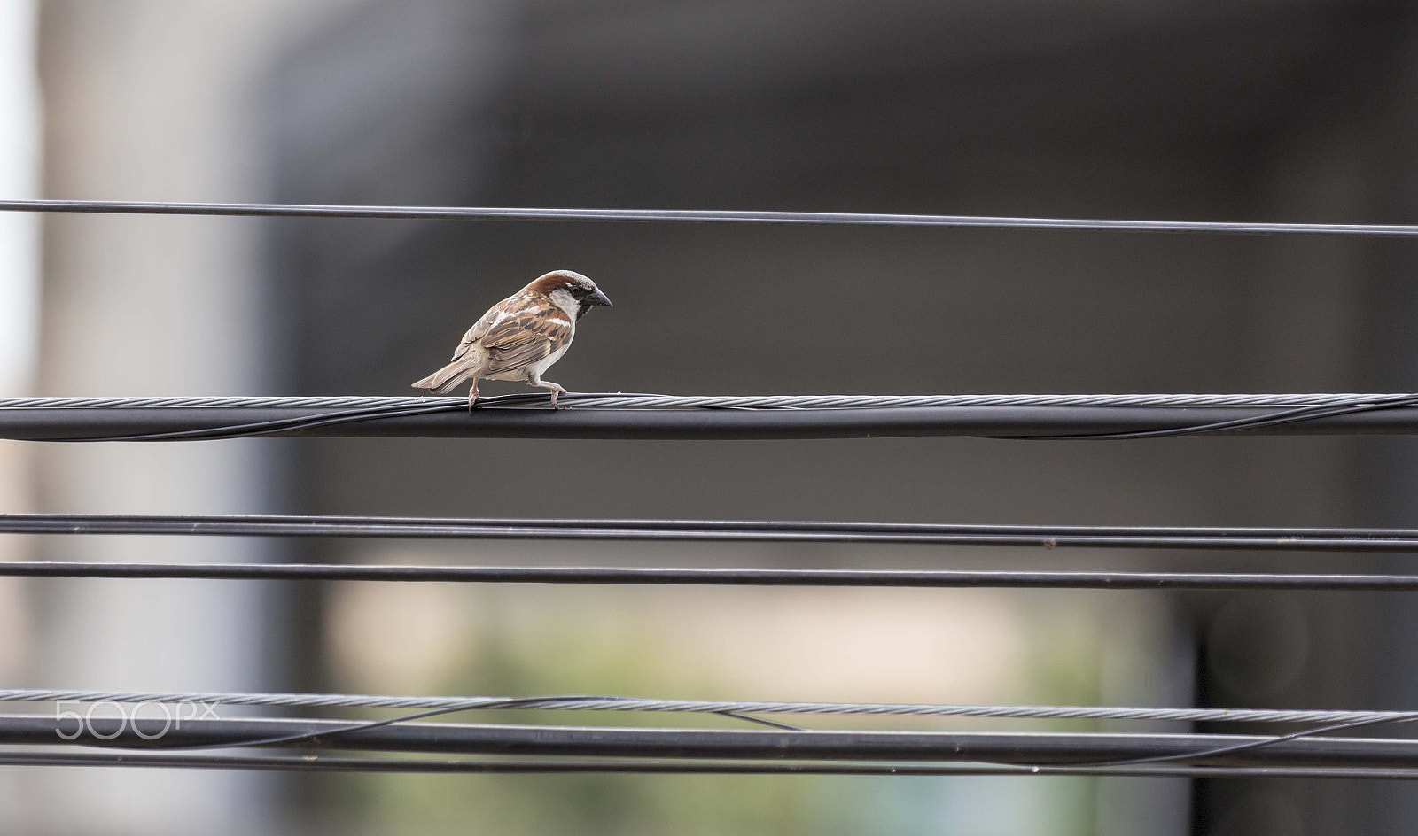 Canon EOS 6D + Canon EF 70-200mm F2.8L IS II USM sample photo. Little bird photography