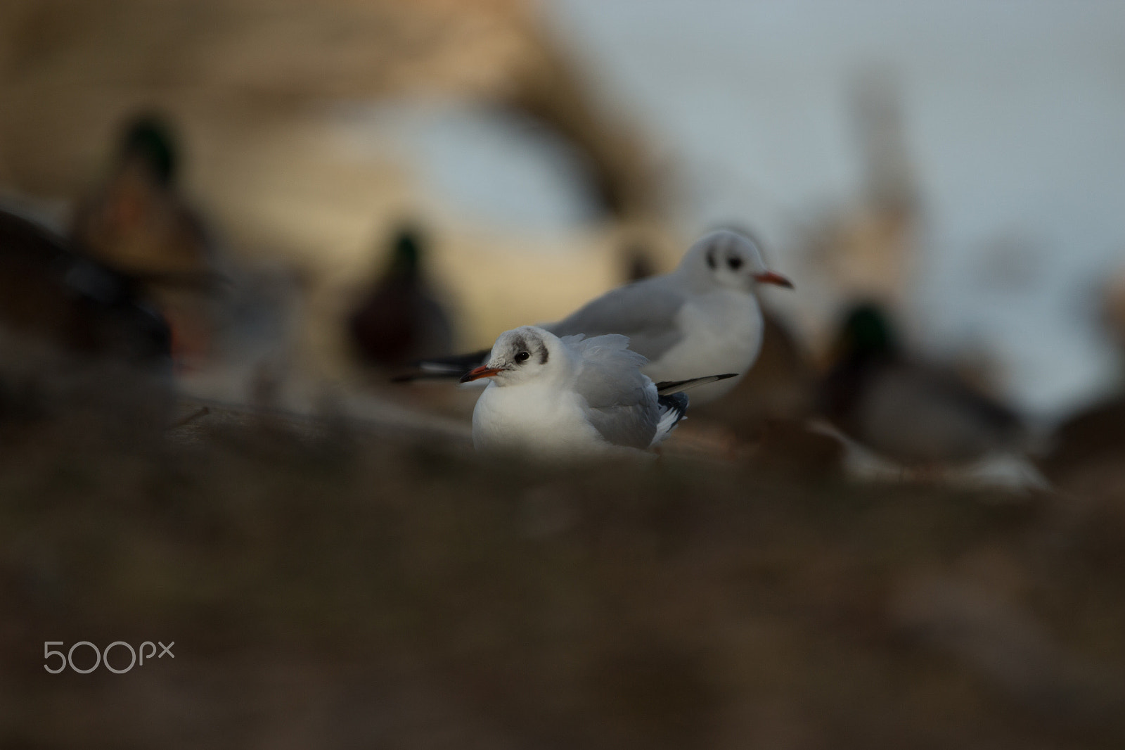 150-600mm F5-6.3 DG OS HSM | Contemporary 015 sample photo. Seagull photography