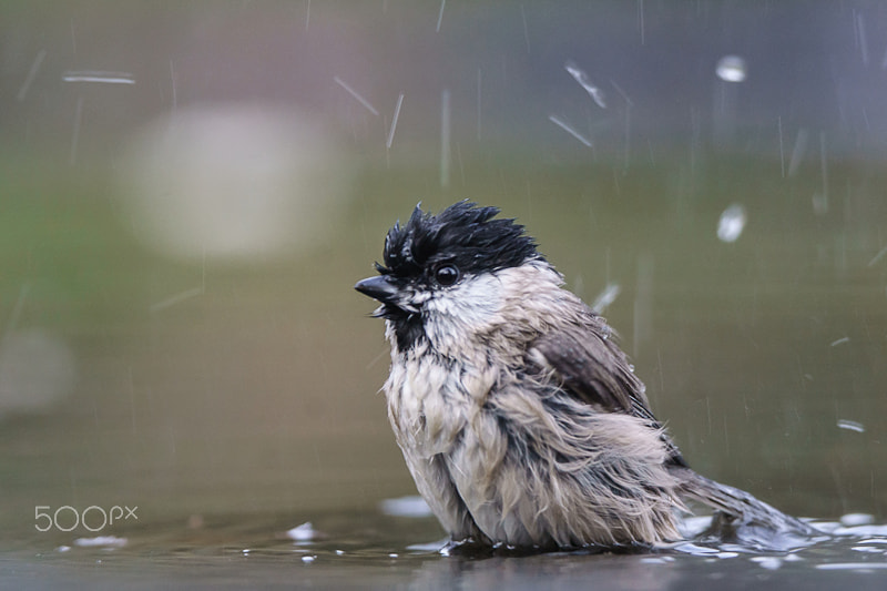 Sony ILCA-77M2 sample photo. Taking a bath... photography