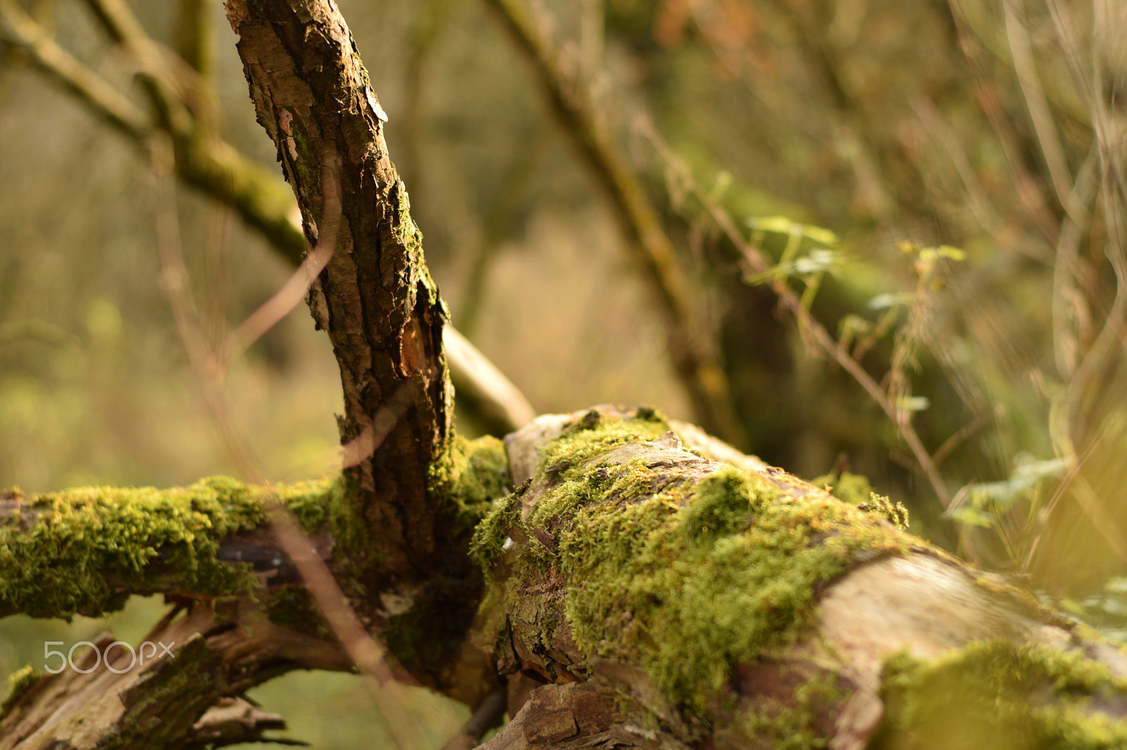 ZEISS Planar T* 50mm F1.4 sample photo. Old tree trunk photography