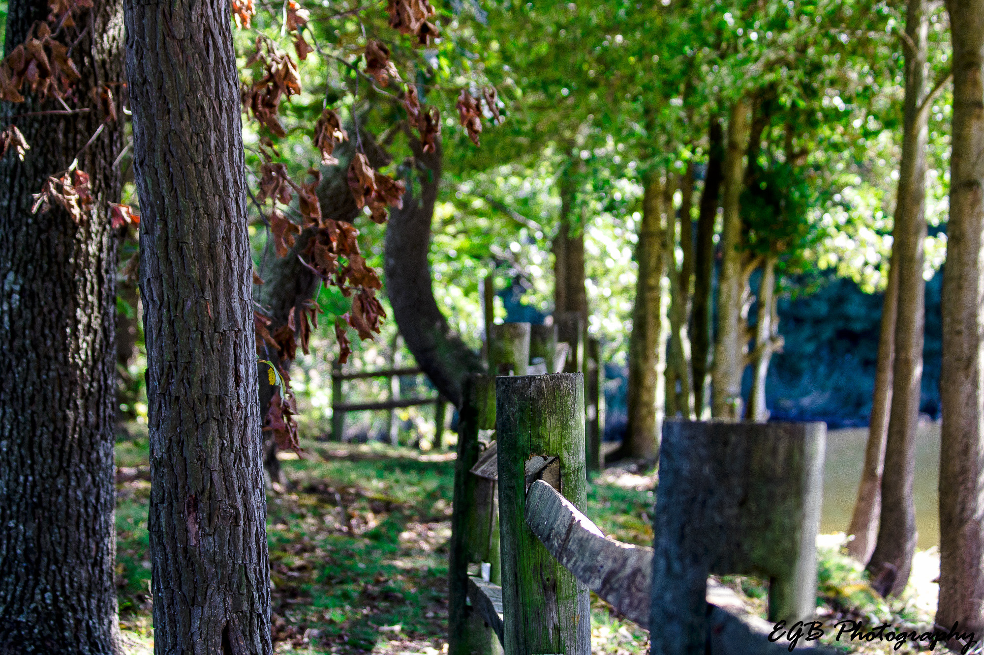 Canon EF 70-300mm F4-5.6 IS USM sample photo. Fence photography
