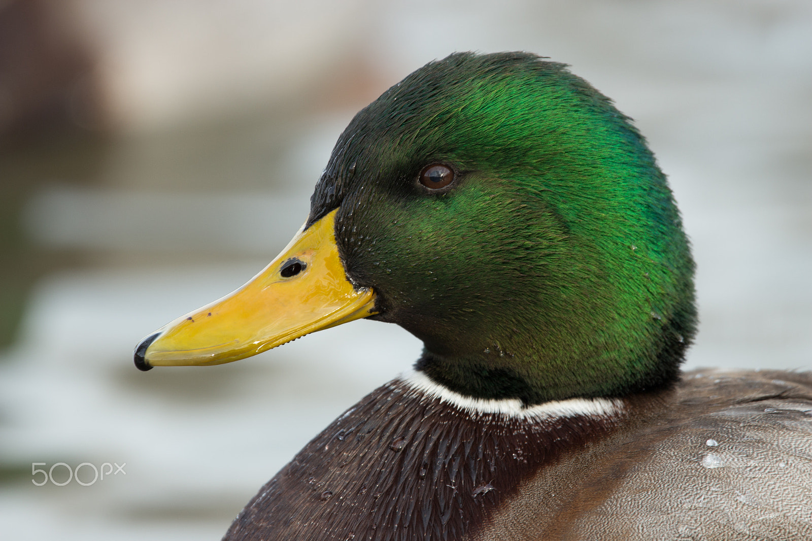 150-600mm F5-6.3 DG OS HSM | Contemporary 015 sample photo. Wild duck photography