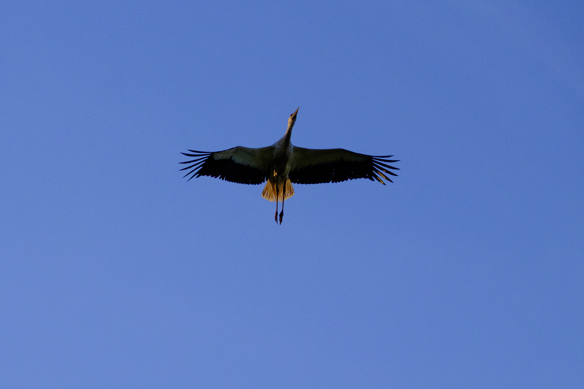 Fujifilm XF 100-400mm F4.5-5.6 R LM OIS WR sample photo. Stork in flight photography