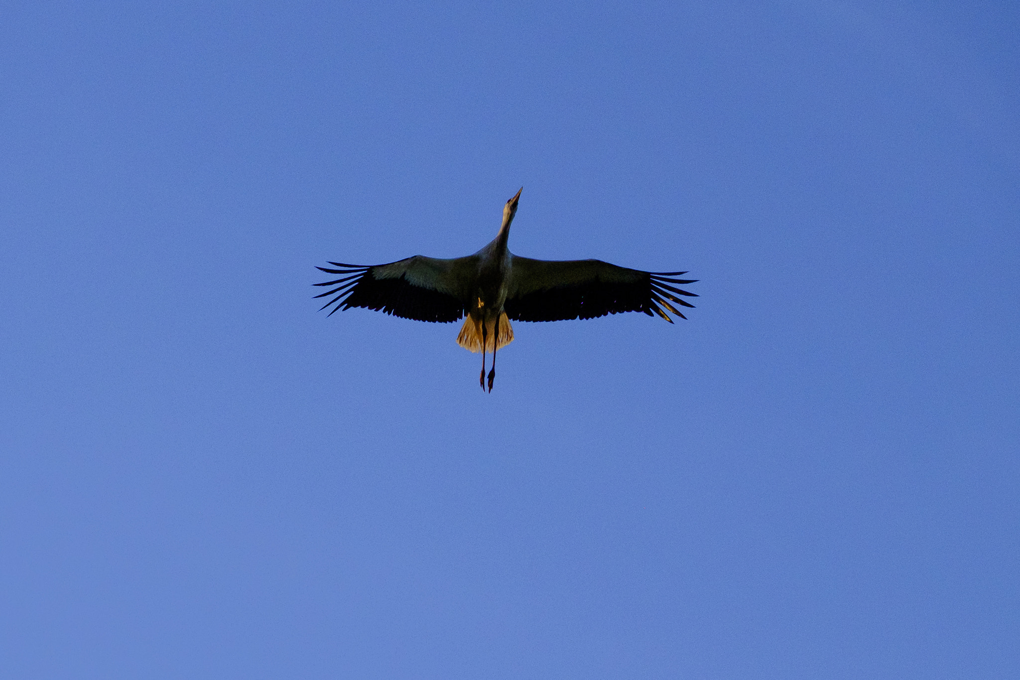 Fujifilm X-T1 sample photo. Stork in flight photography