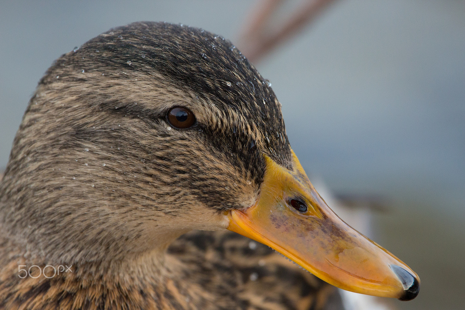 150-600mm F5-6.3 DG OS HSM | Contemporary 015 sample photo. Wild duck photography