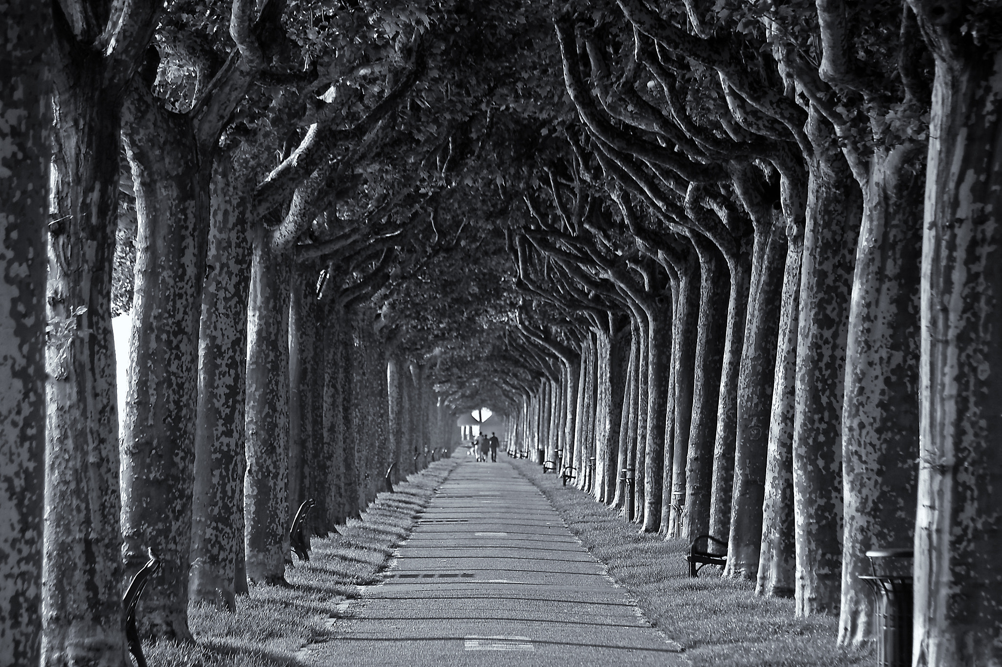 Canon EOS 50D sample photo. Walking the tree lined avenue photography