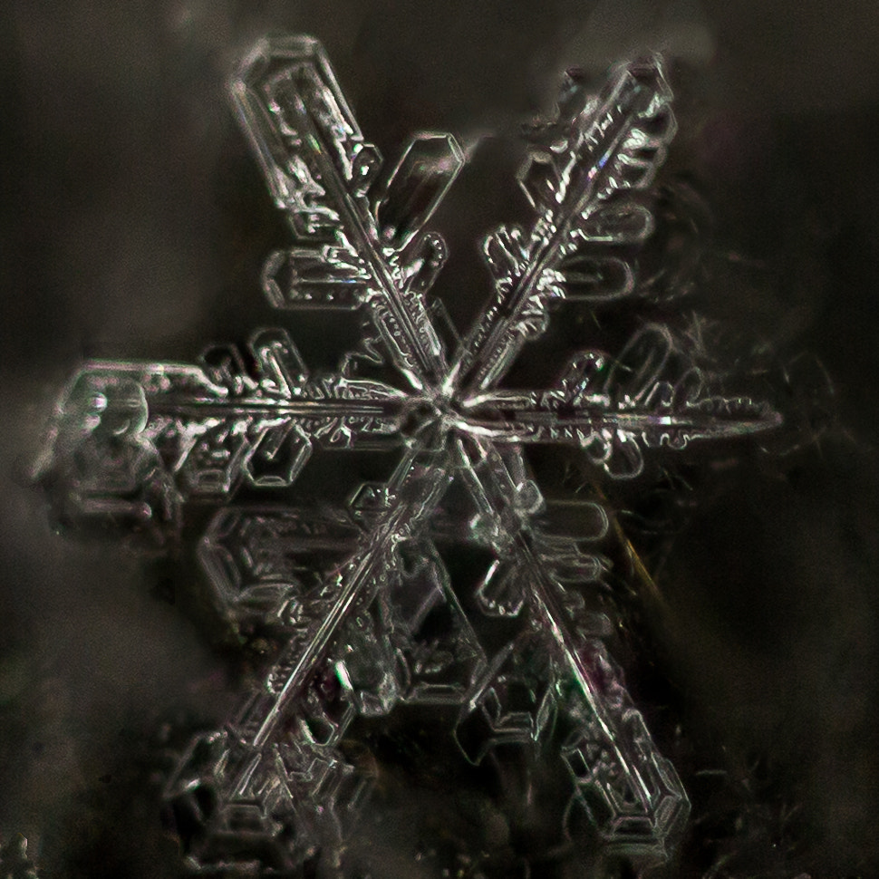 Sigma 70mm F2.8 EX DG Macro sample photo. January 7th snowfall series 1 photography