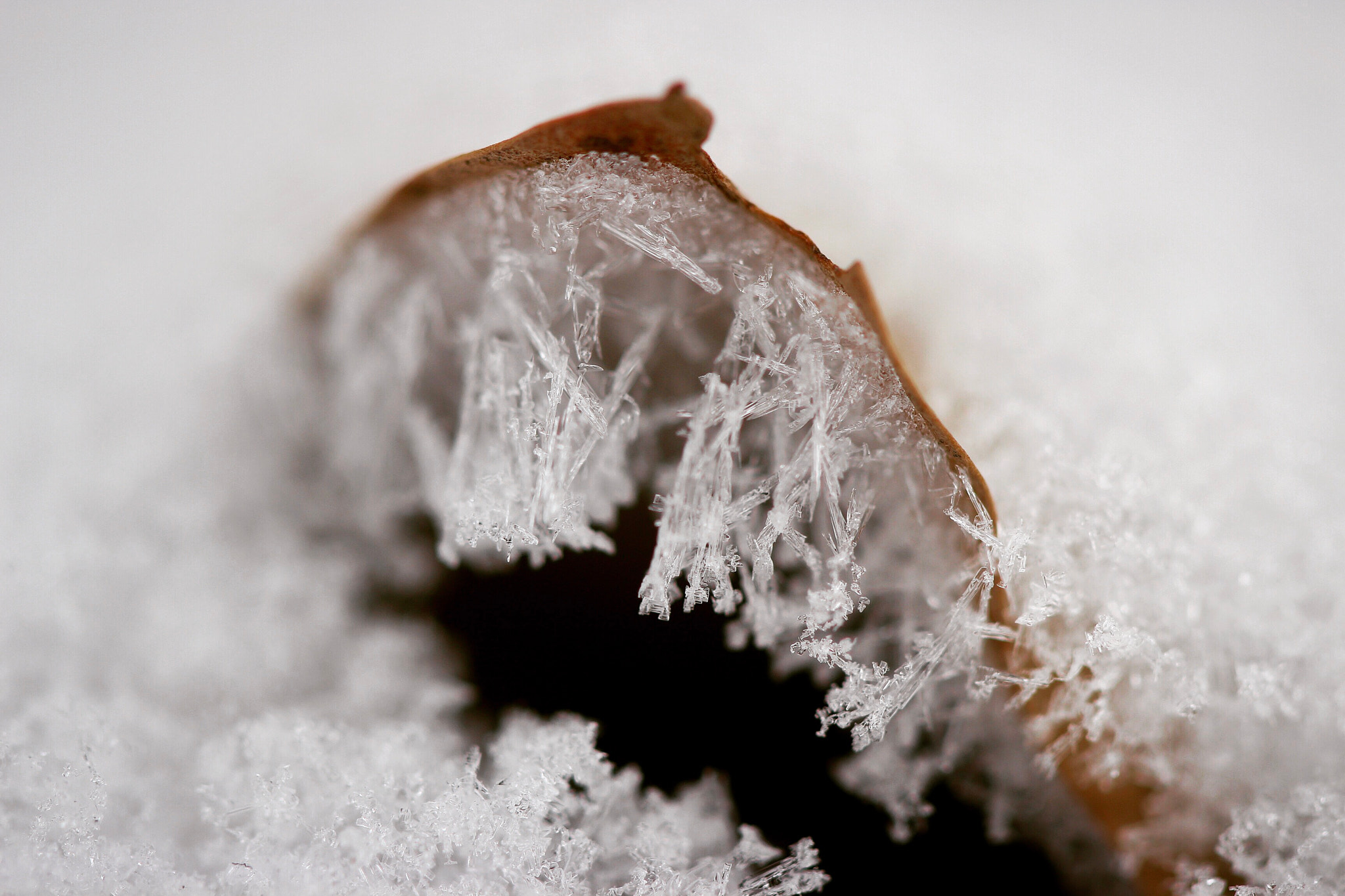 Canon EF 100mm F2.8 Macro USM sample photo
