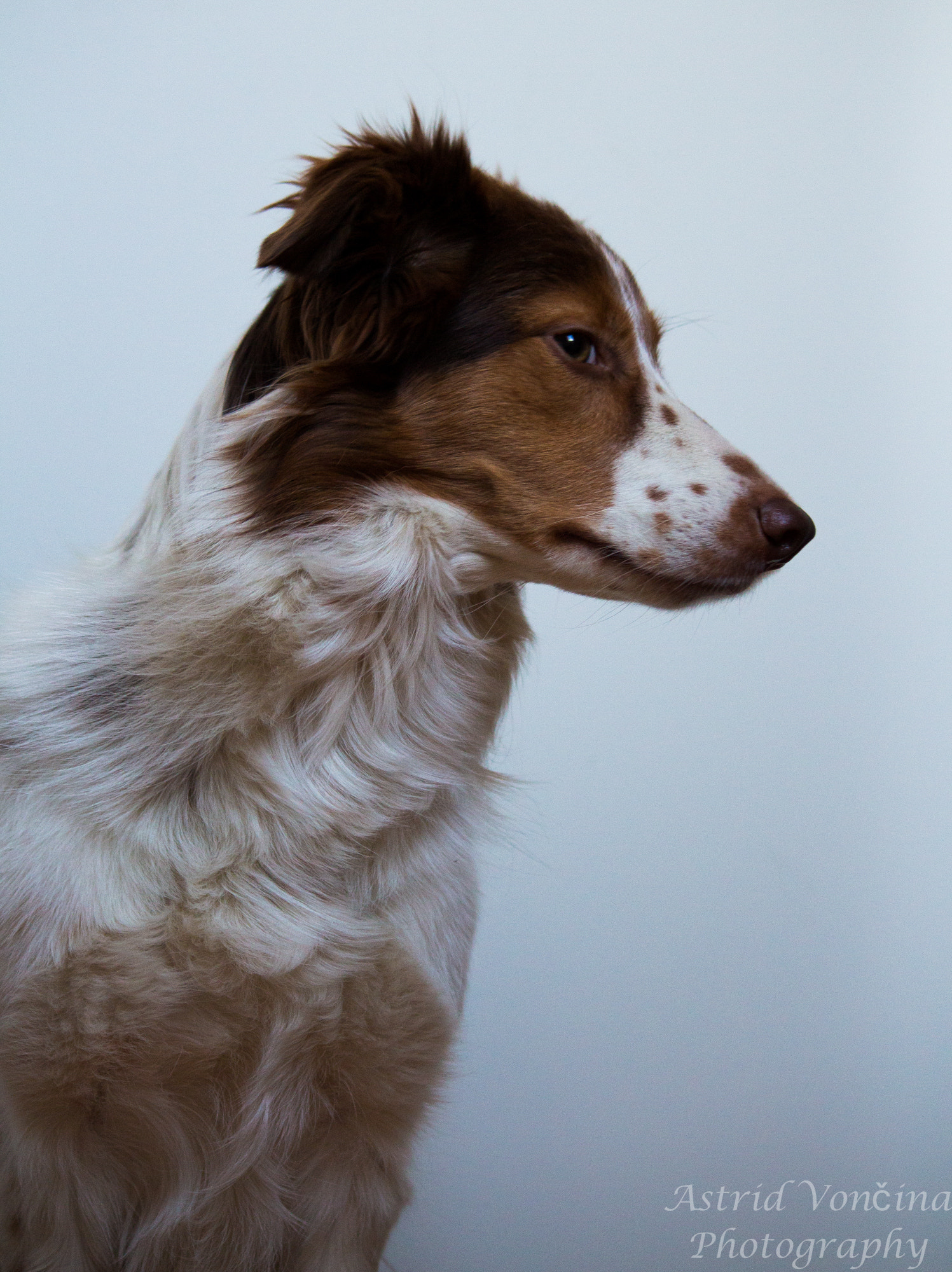 Canon EF-S 55-250mm F4-5.6 IS sample photo. Like a lady photography