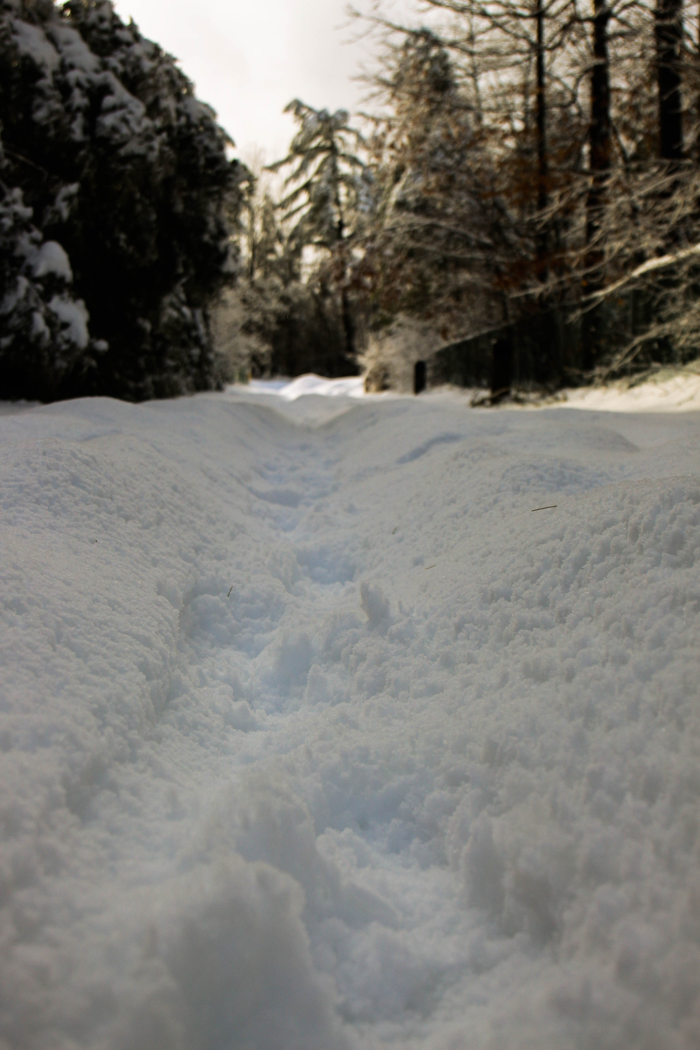 Canon EF 24-70mm F4L IS USM sample photo. Foot trail photography