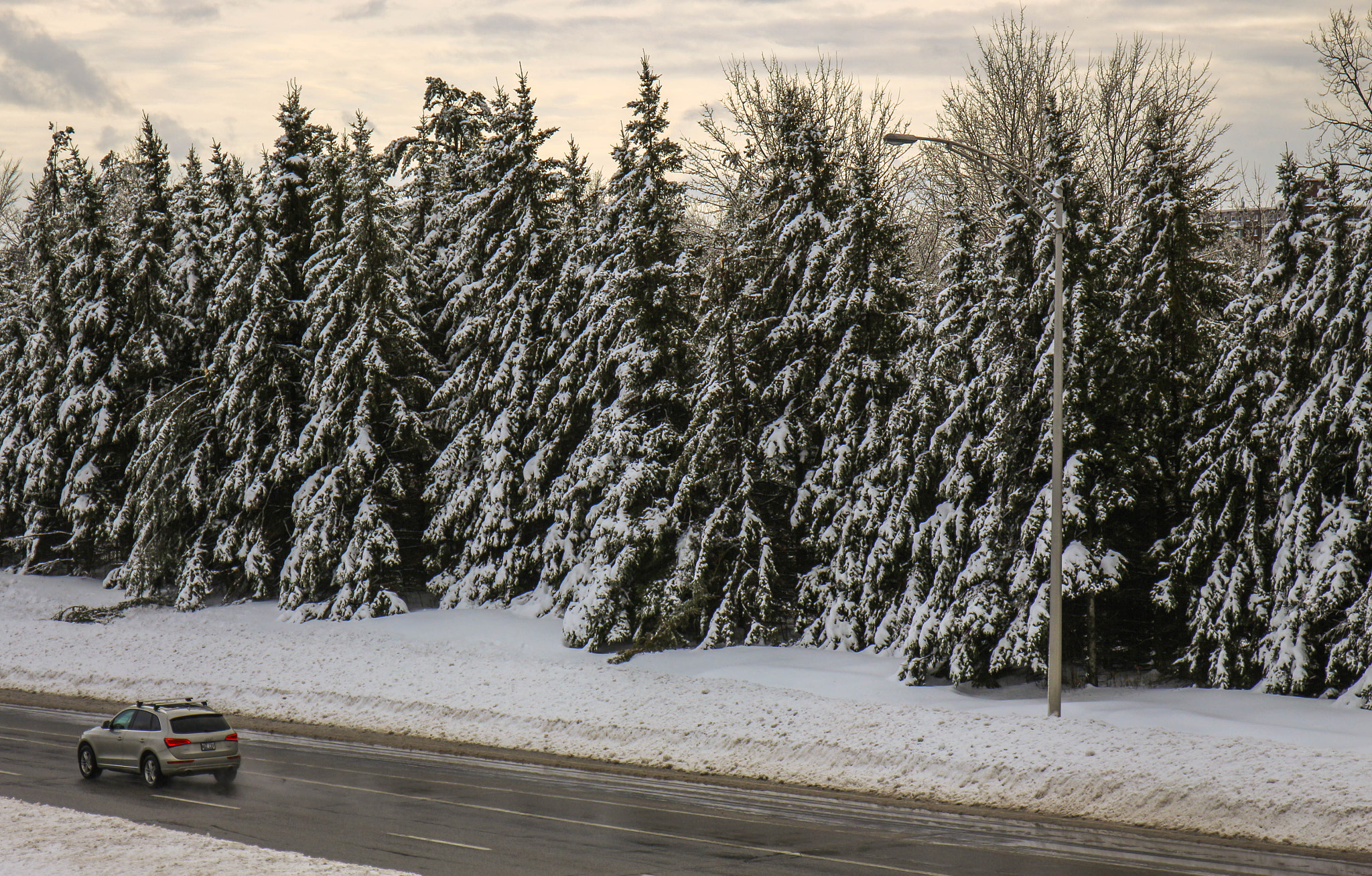 Canon EF 24-70mm F4L IS USM sample photo. Snow tree photography