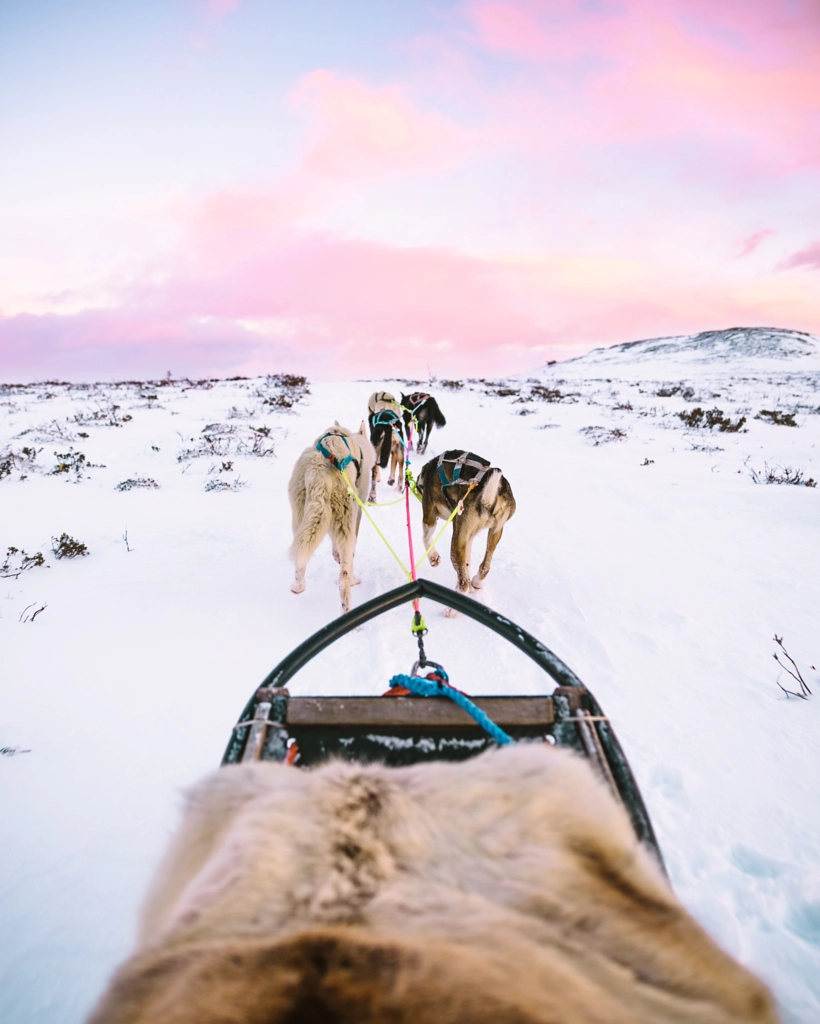 Had an amazing experience dog sledding in Norway!  ... by Oscar Nilsson on 500px.com