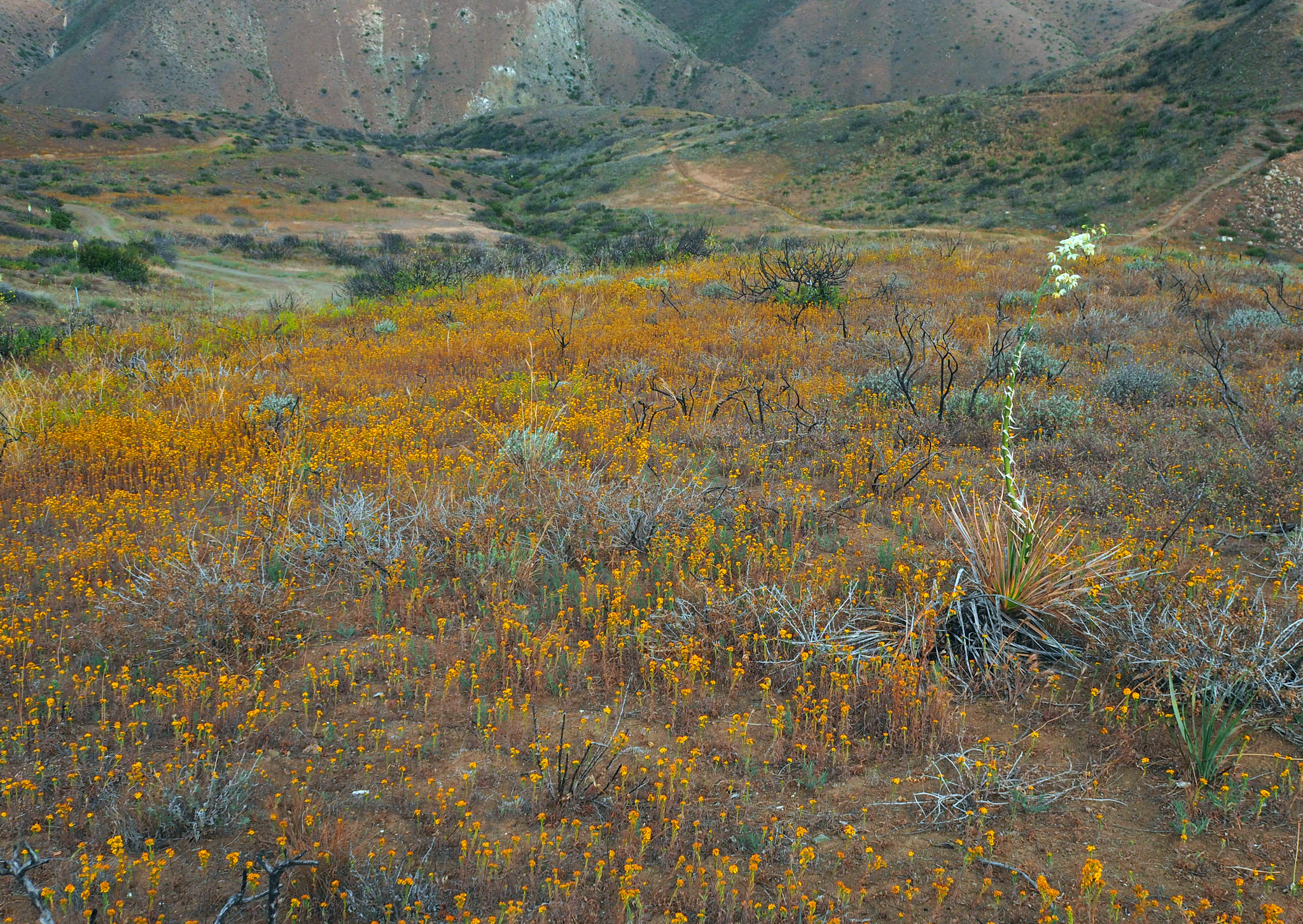 Olympus OM-D E-M5 II sample photo. California flora photography