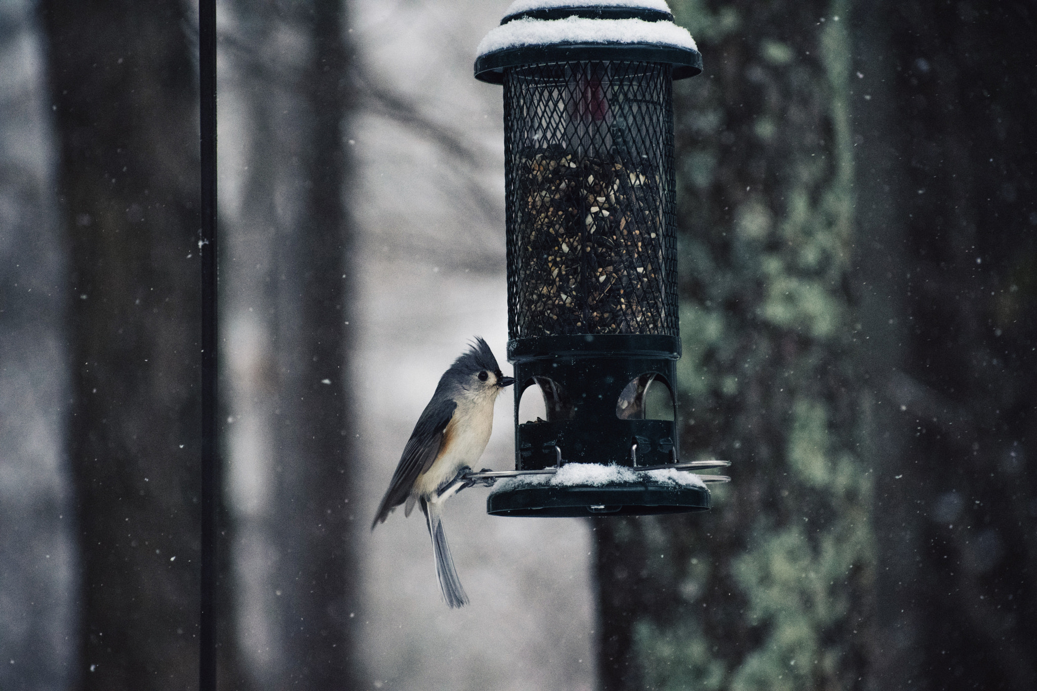 Nikon AF-S Nikkor 70-200mm F2.8G ED VR II sample photo