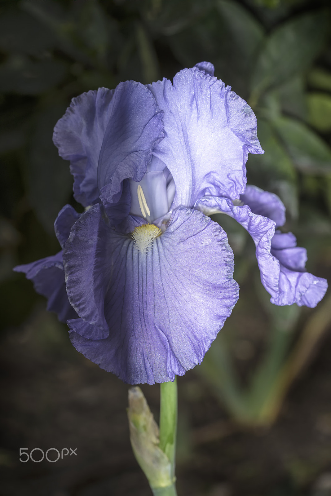 Sony a7R + Sony FE 90mm F2.8 Macro G OSS sample photo. Blooming spanish bluebell photography