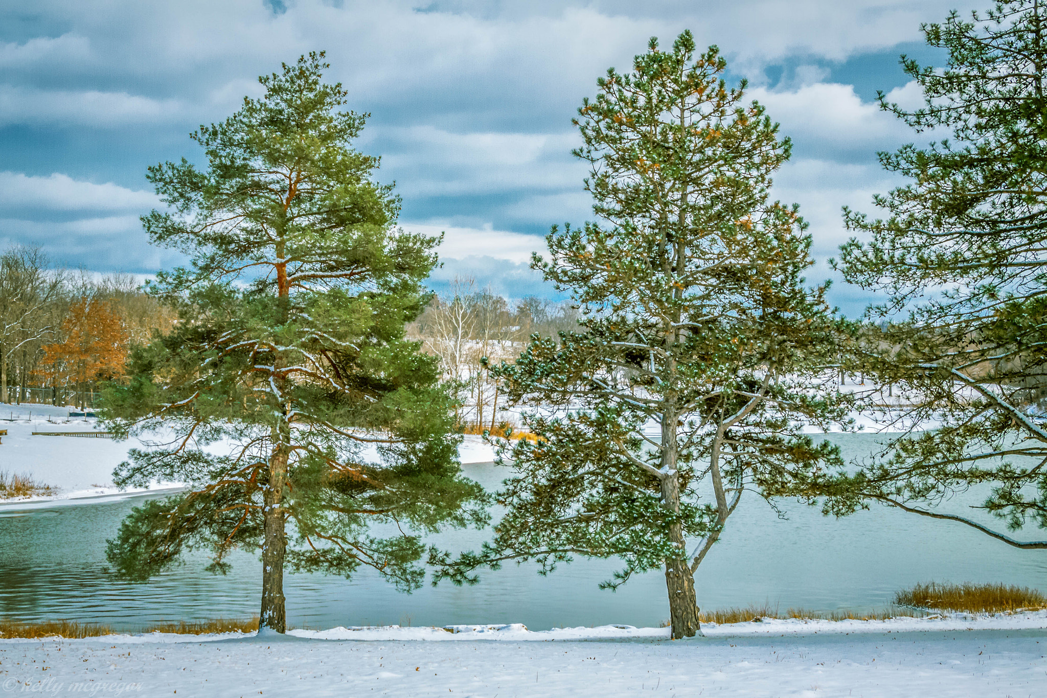 Canon EOS 50D sample photo. Two trees photography