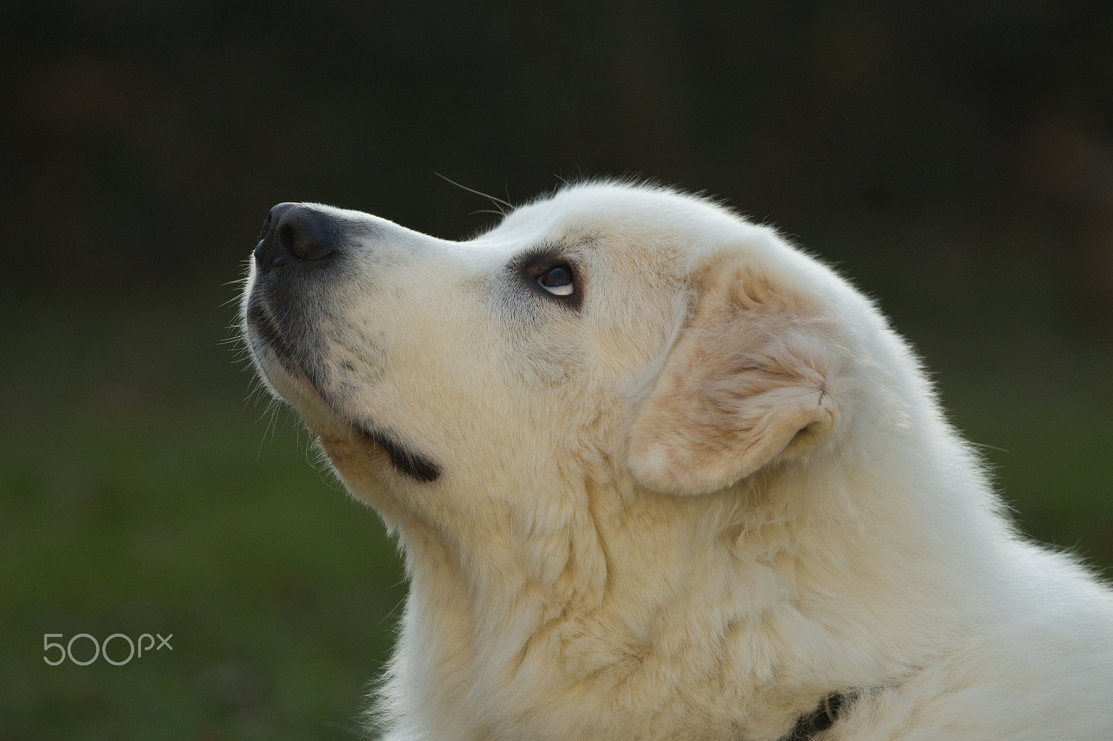 150-600mm F5-6.3 DG OS HSM | Contemporary 015 sample photo. Great pyrenees photography