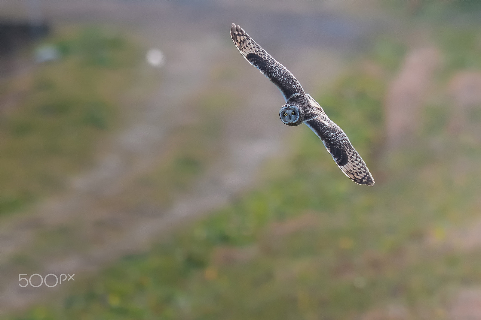 Nikon AF-S Nikkor 400mm F2.8G ED VR II sample photo. Komimi photography