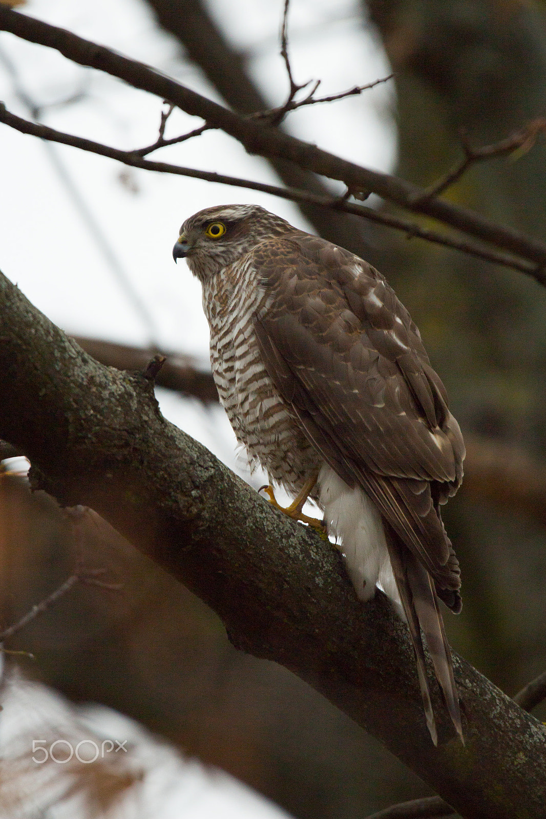 150-600mm F5-6.3 DG OS HSM | Contemporary 015 sample photo. Sparrowhawk photography