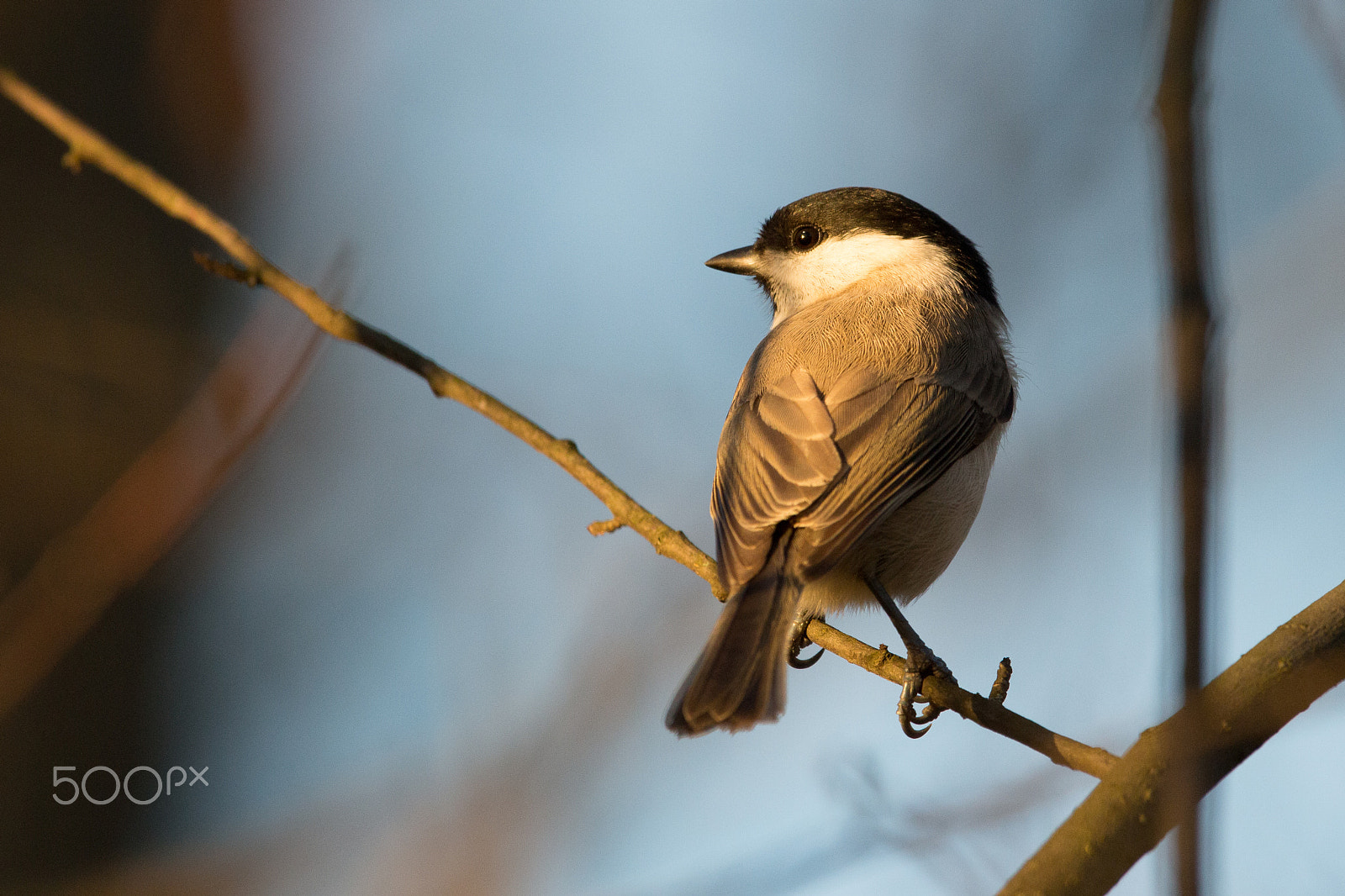 150-600mm F5-6.3 DG OS HSM | Contemporary 015 sample photo. Marsh tit photography