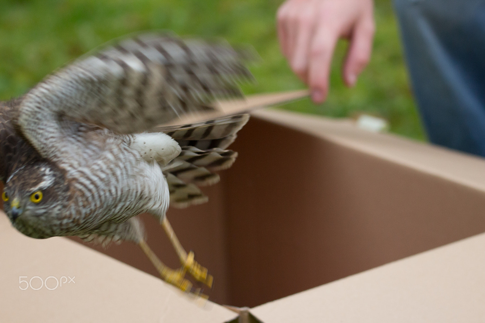 150-600mm F5-6.3 DG OS HSM | Contemporary 015 sample photo. Sparrowhawk photography