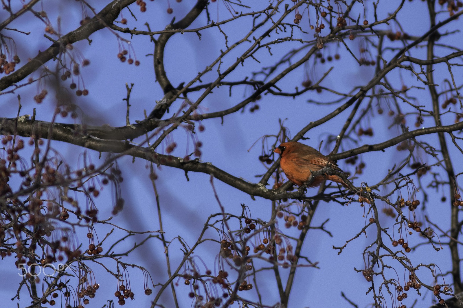 Canon EOS 80D + Canon EF 300mm F4L IS USM sample photo. Cardinal photography