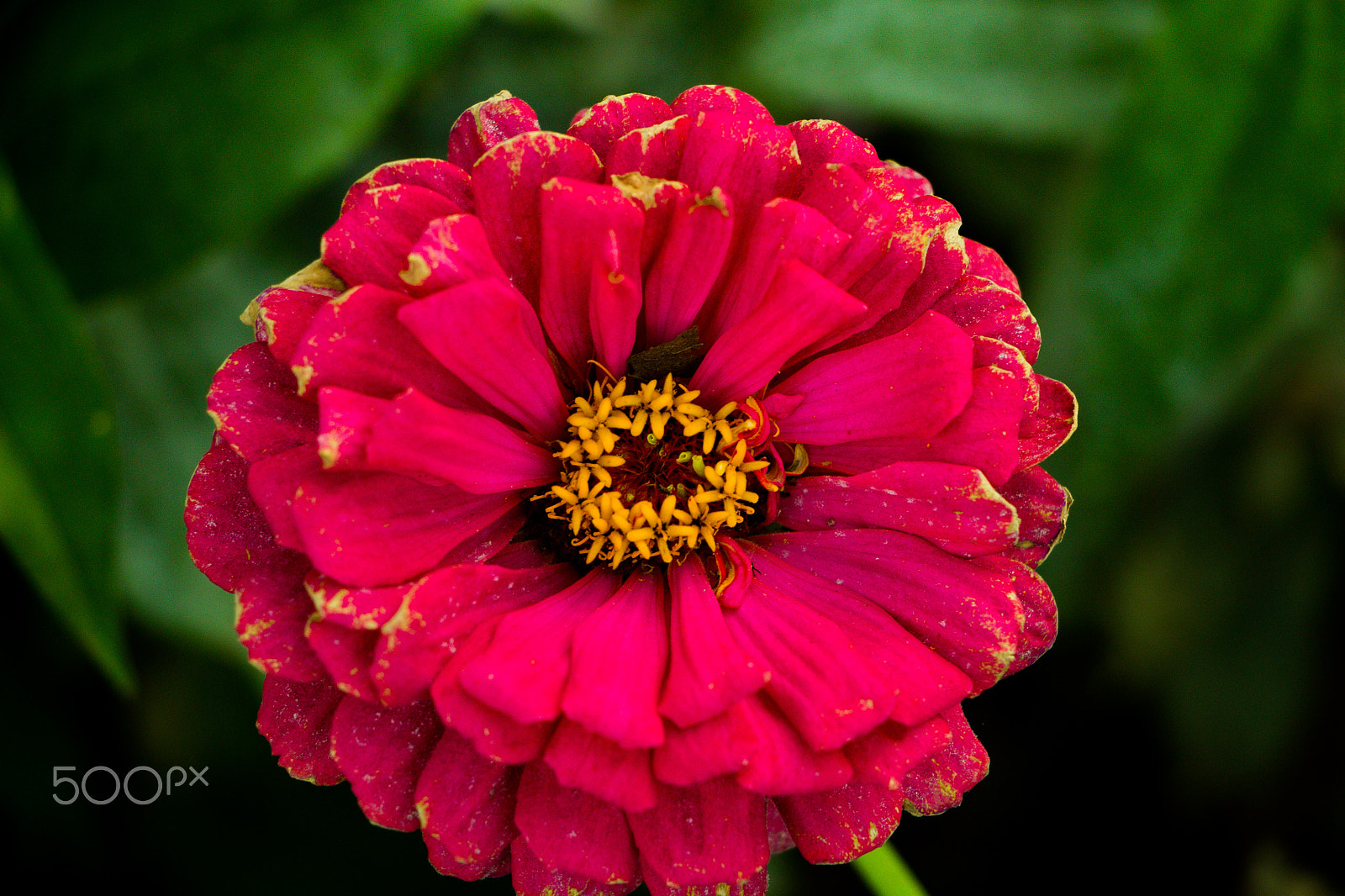 Canon EOS 100D (EOS Rebel SL1 / EOS Kiss X7) sample photo. Nice flower photography