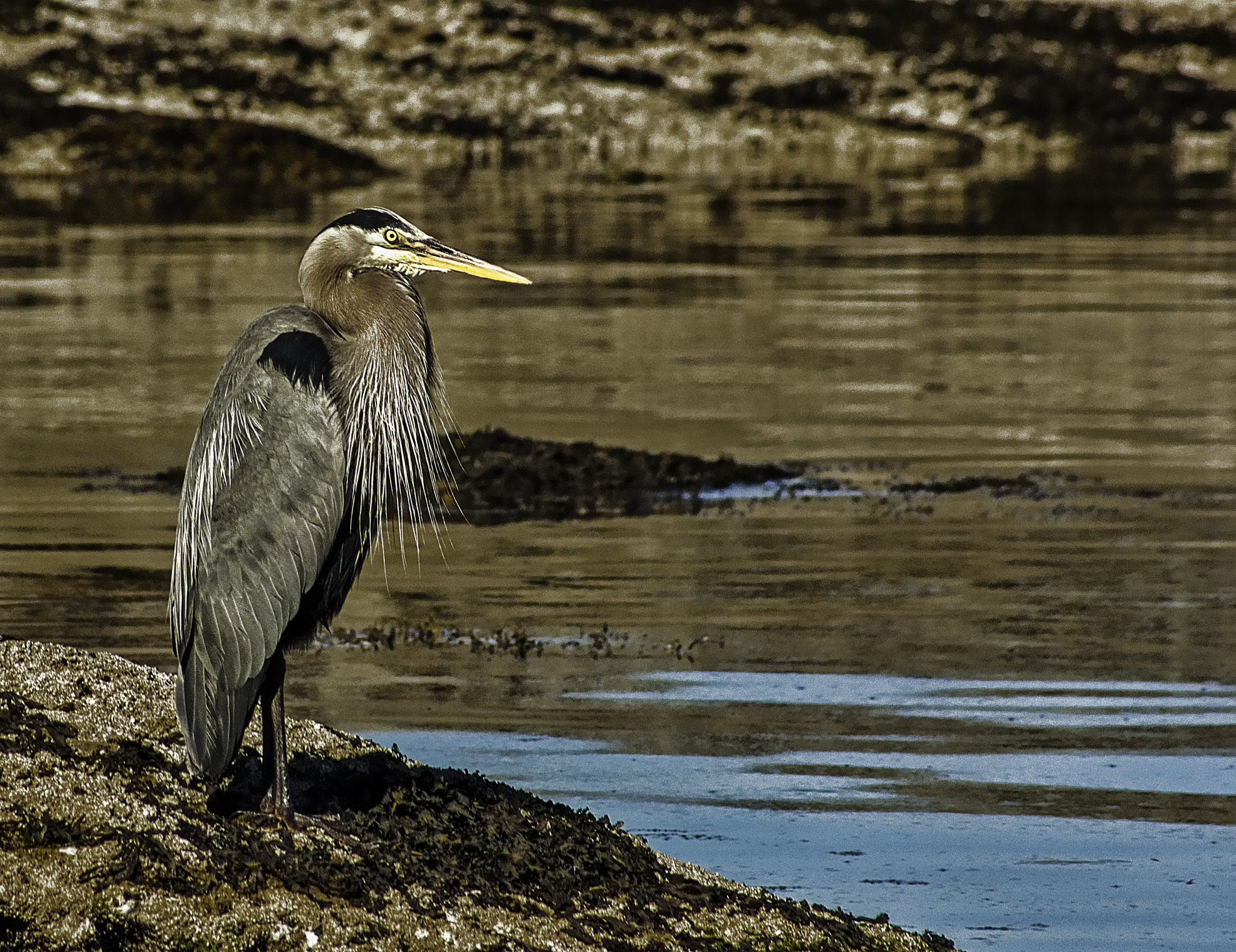 Sony 75-300mm F4.5-5.6 sample photo. Gbh2 photography