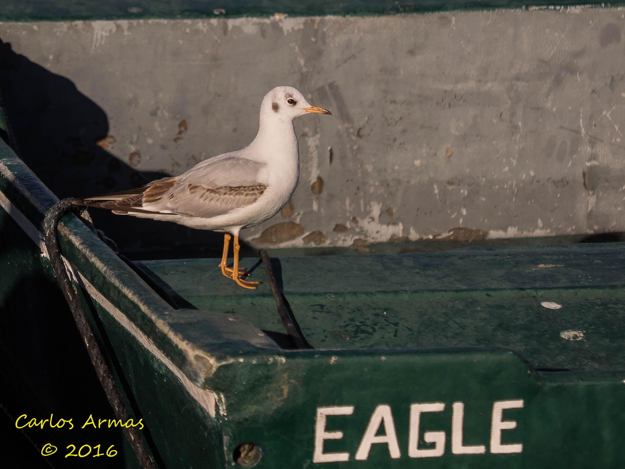 Olympus OM-D E-M1 sample photo. Eagle? me? photography