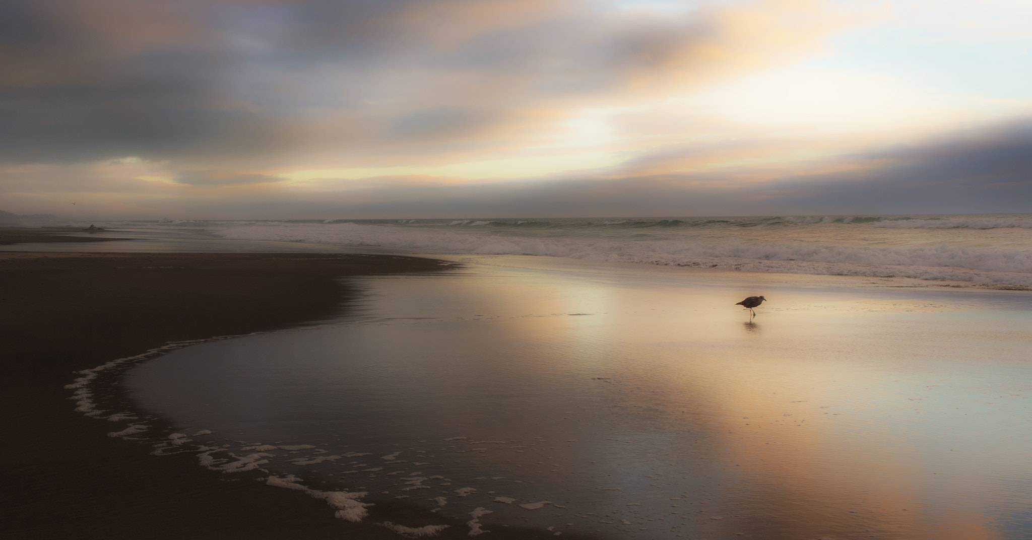 Pentax K-5 II sample photo. Lone gull photography