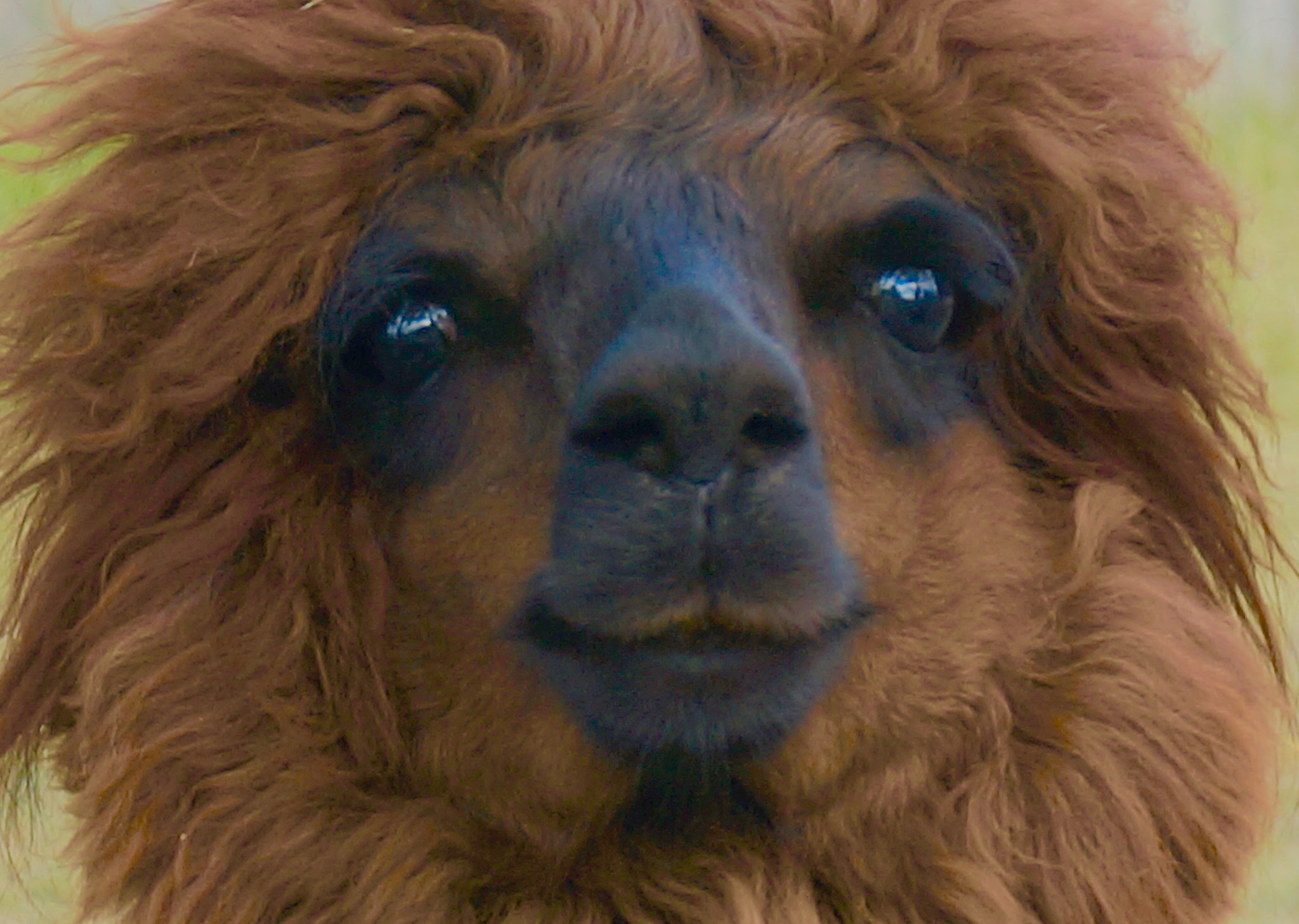 Sony Alpha NEX-6 + Sony E 18-50mm F4-5.6 sample photo. Awesome alpaca photography