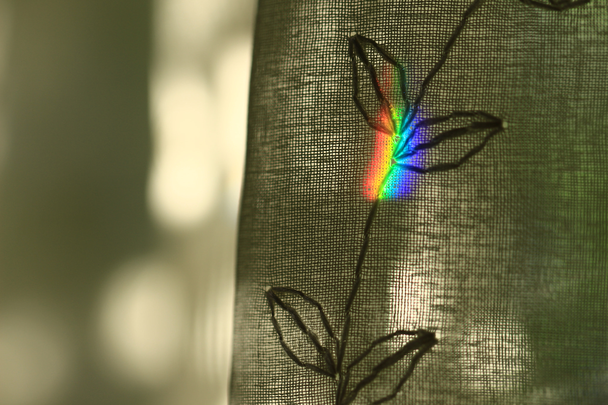 Canon EOS 700D (EOS Rebel T5i / EOS Kiss X7i) sample photo. A rainbow has just opened photography