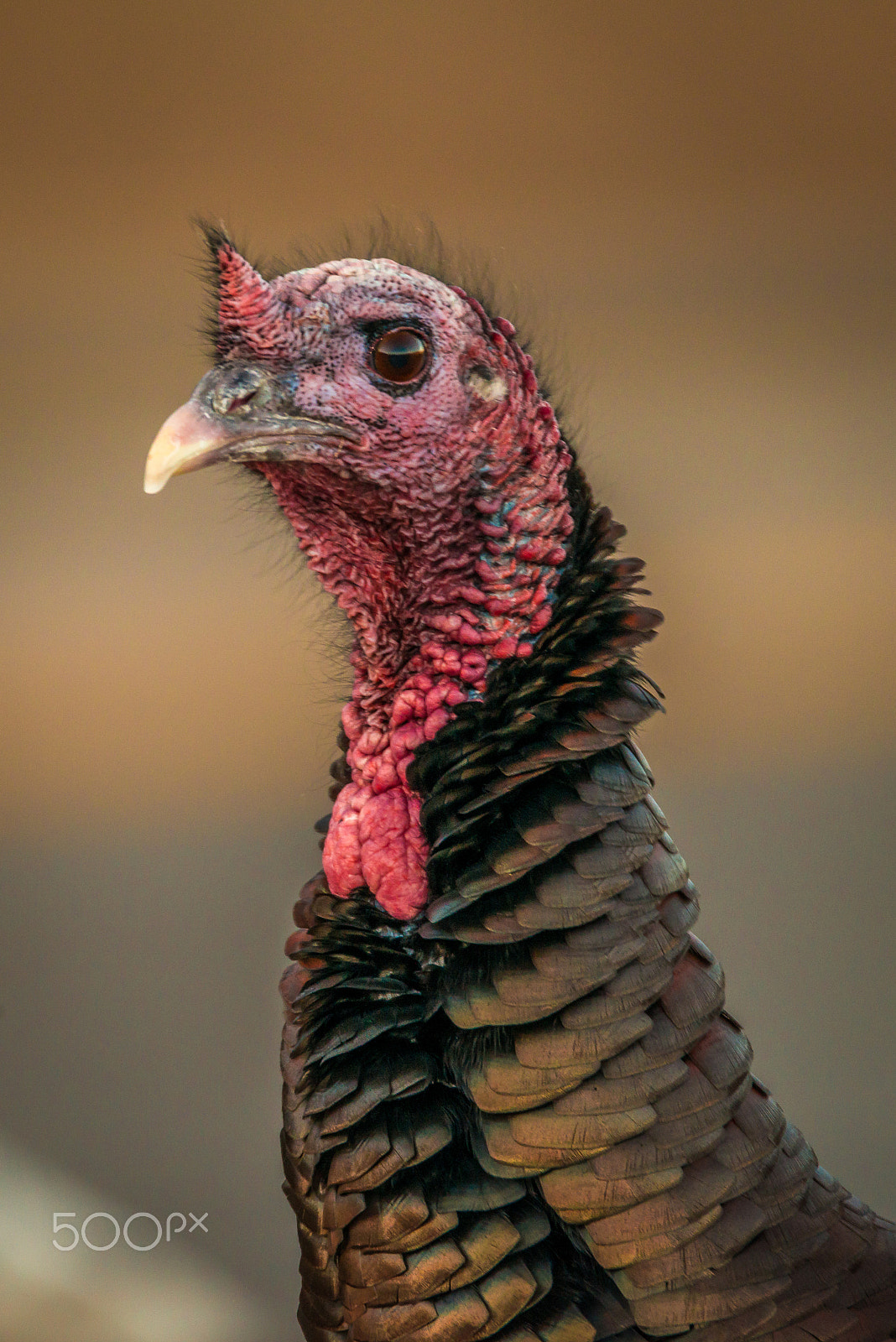 Sigma 150-600mm F5-6.3 DG OS HSM | S sample photo. Wild turkey portrait photography