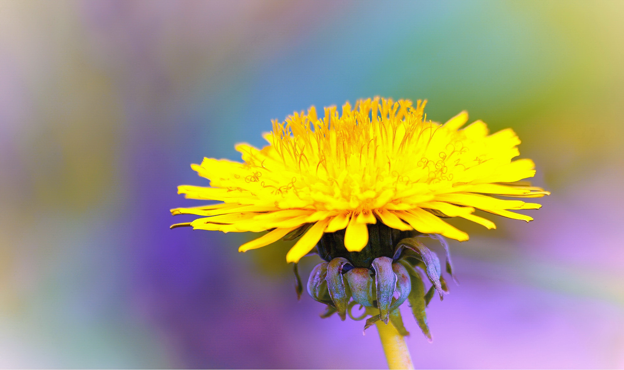 Sigma 70-300mm F4-5.6 APO Macro Super II sample photo. The relentless dandelion photography