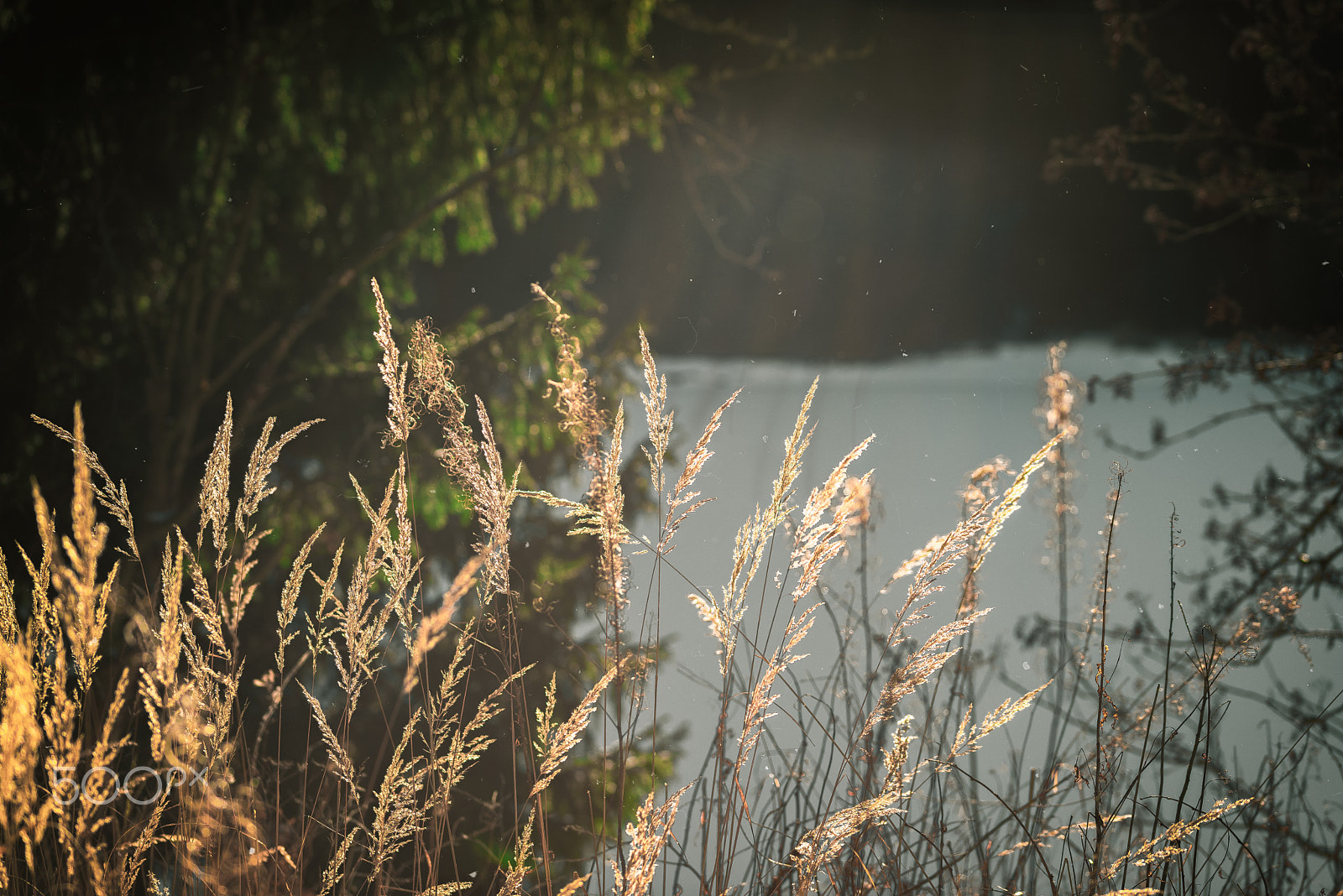 Sigma 105mm F2.8 EX DG OS HSM sample photo. Wonderful harz - frontlight photography