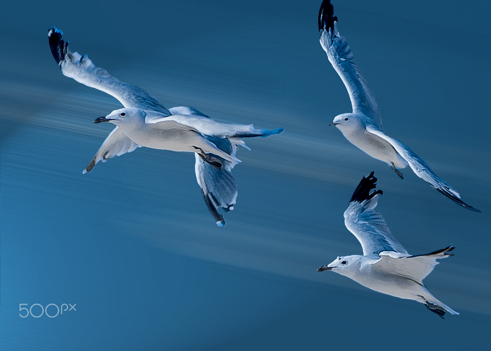 Sigma 18-200mm F3.5-6.3 DC OS HSM sample photo. Seagulls photography