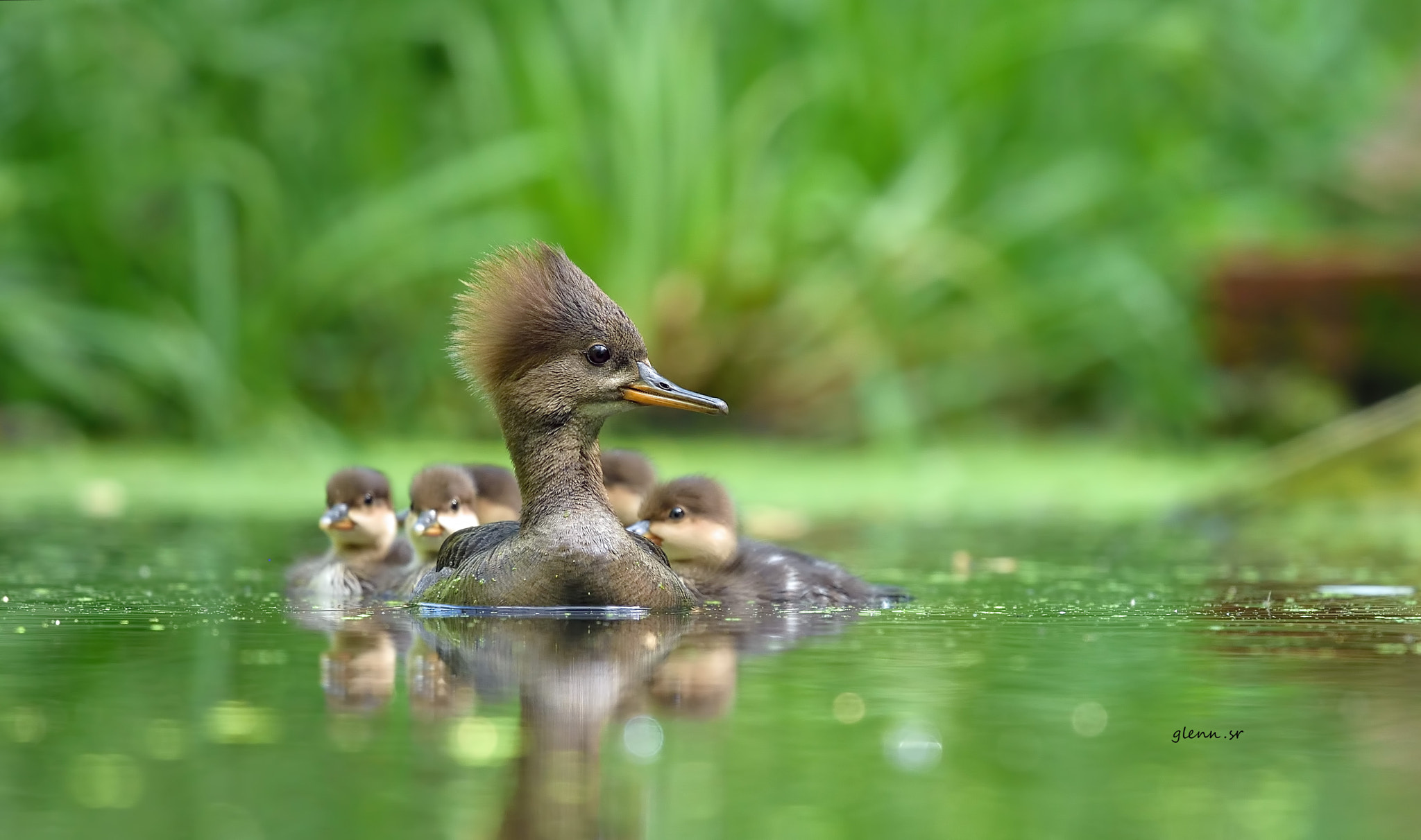 Nikon Nikkor AF-S 300mm F4E PF ED VR sample photo. Merganser family photography