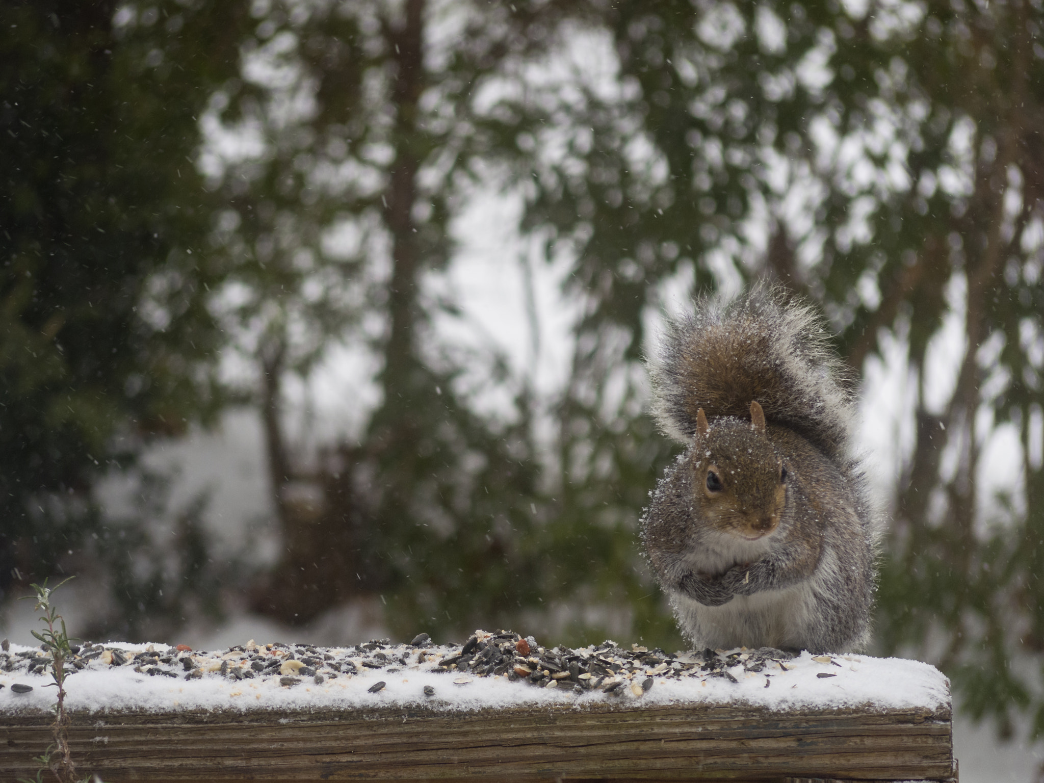 Pentax Q7 sample photo. Snow day visitors photography