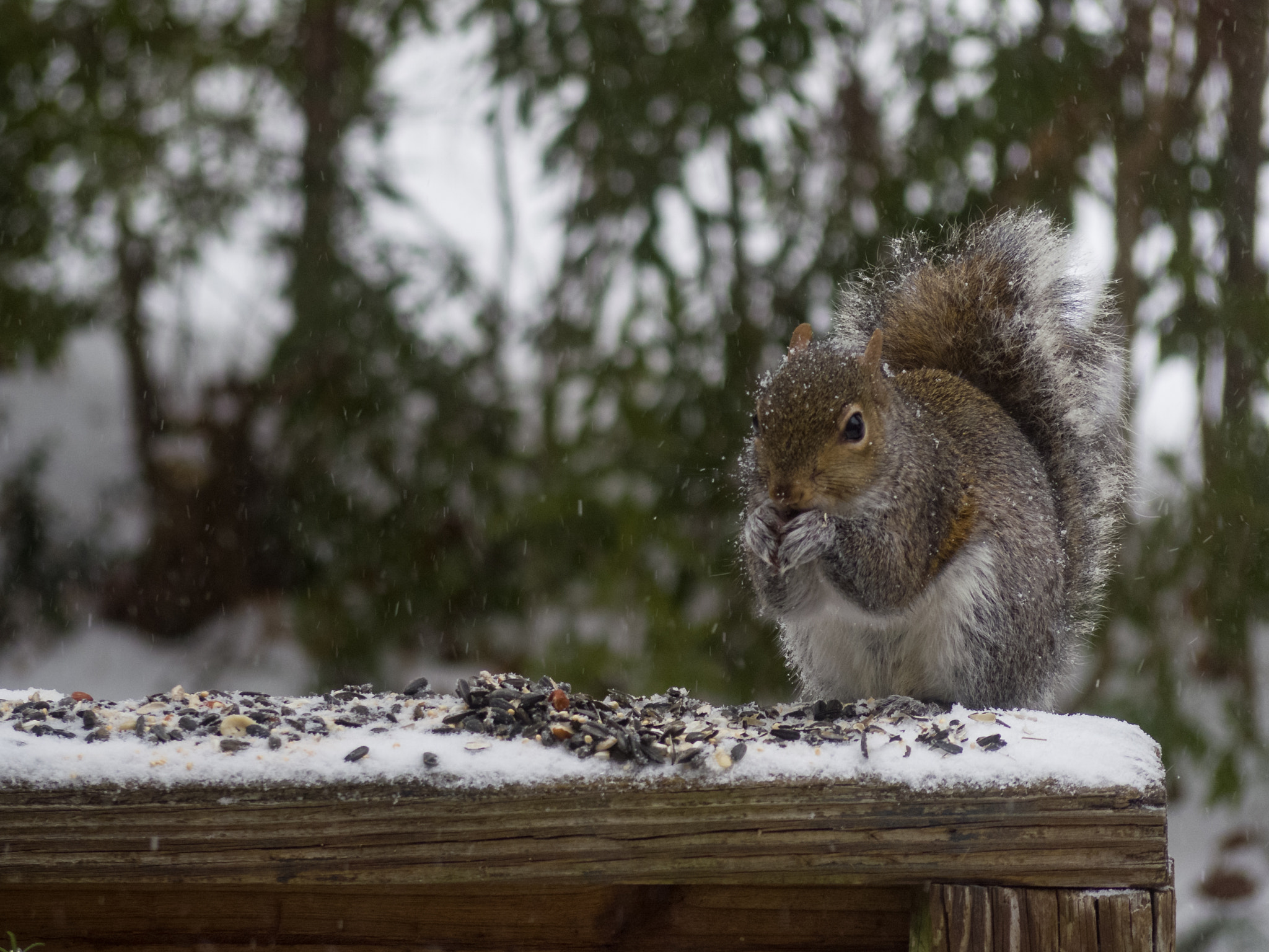 Pentax Q7 + Pentax 06 Telephoto 15-45mm sample photo. Snow day visitors photography