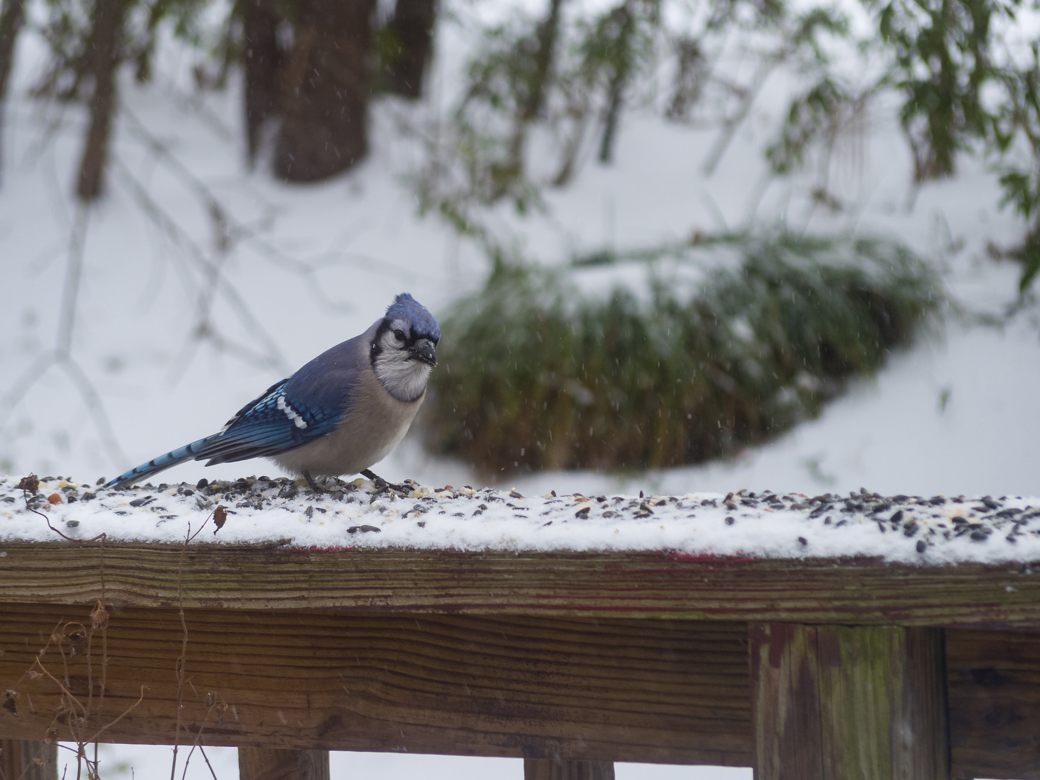 Pentax Q7 sample photo. Snow day visitors photography