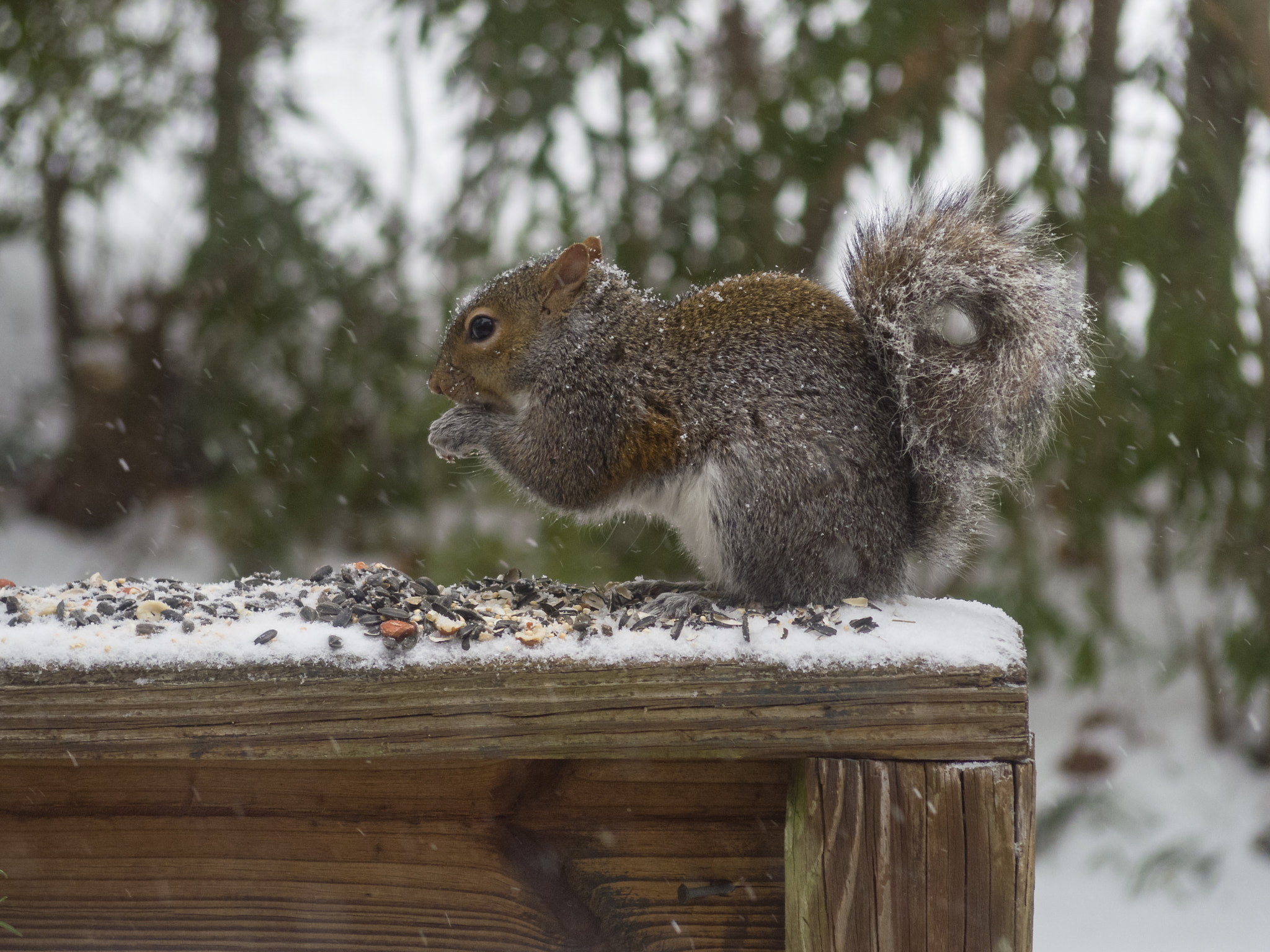 Pentax Q7 + Pentax 06 Telephoto 15-45mm sample photo. Snow day visitors photography