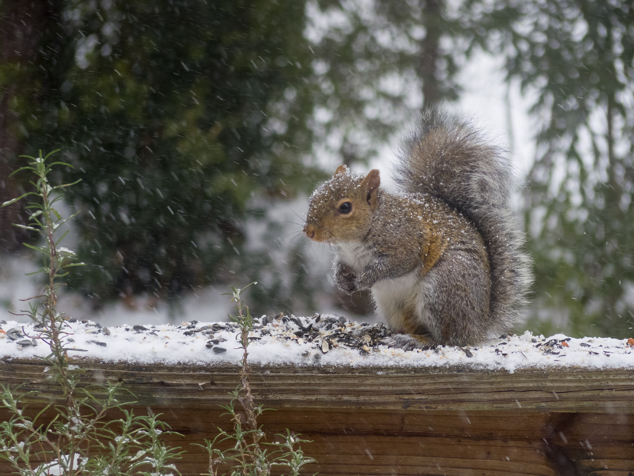 Pentax Q7 sample photo. Snow day visitors photography