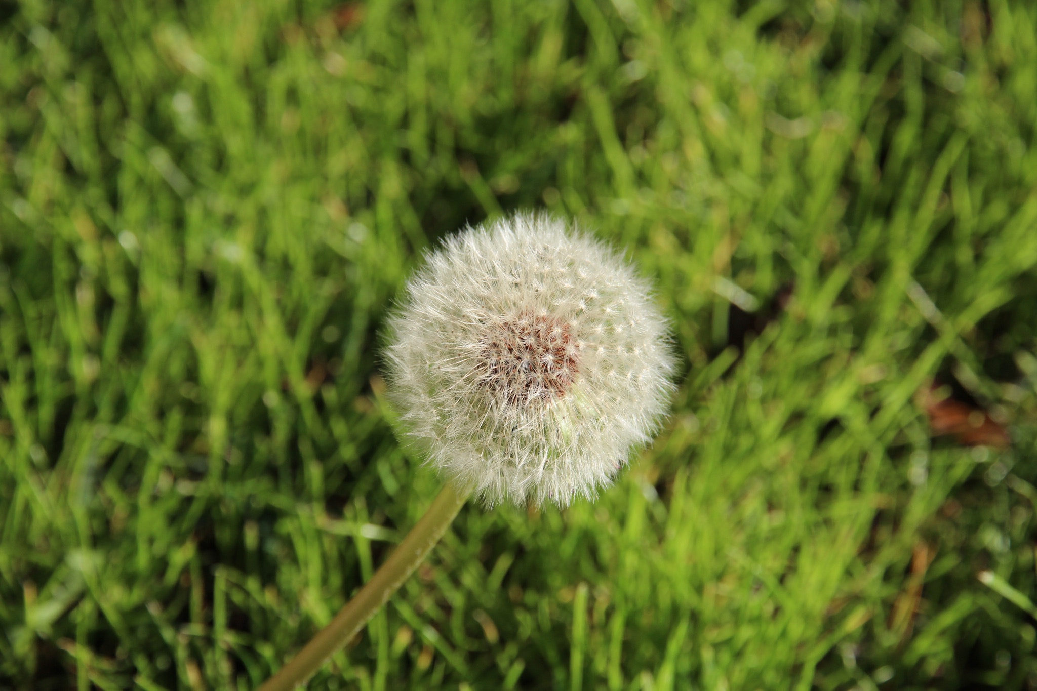 Canon EOS 600D (Rebel EOS T3i / EOS Kiss X5) sample photo. January 6: dandelion in winter photography