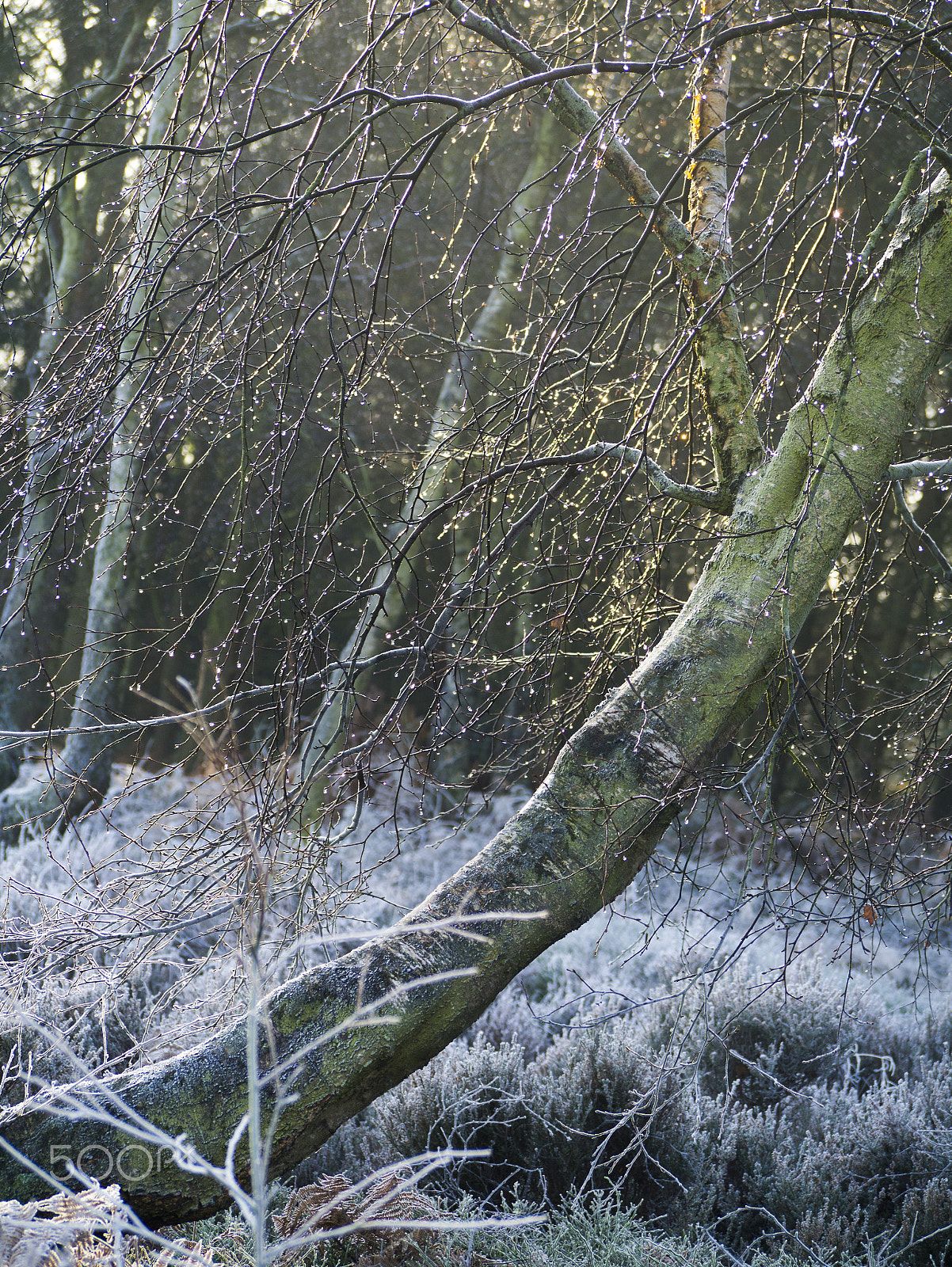 Panasonic Lumix G Vario 45-200mm F4-5.6 OIS sample photo. Melting frost photography