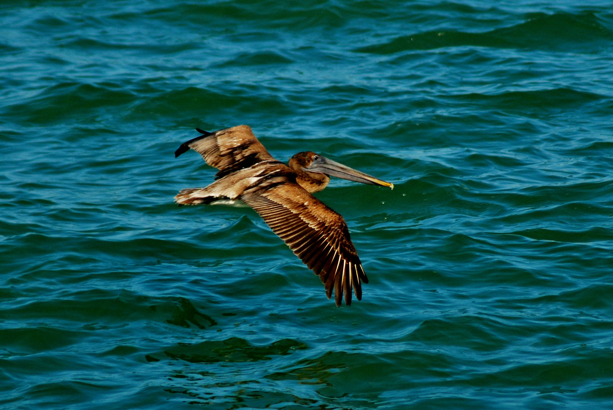 AF Zoom-Nikkor 75-300mm f/4.5-5.6 sample photo. In flight photography