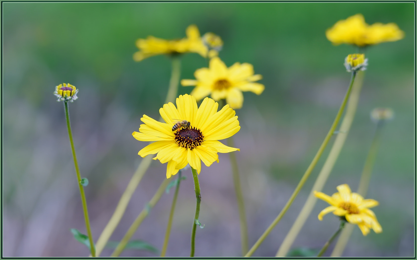 Sigma 120-400mm F4.5-5.6 DG OS HSM sample photo. January bees photography