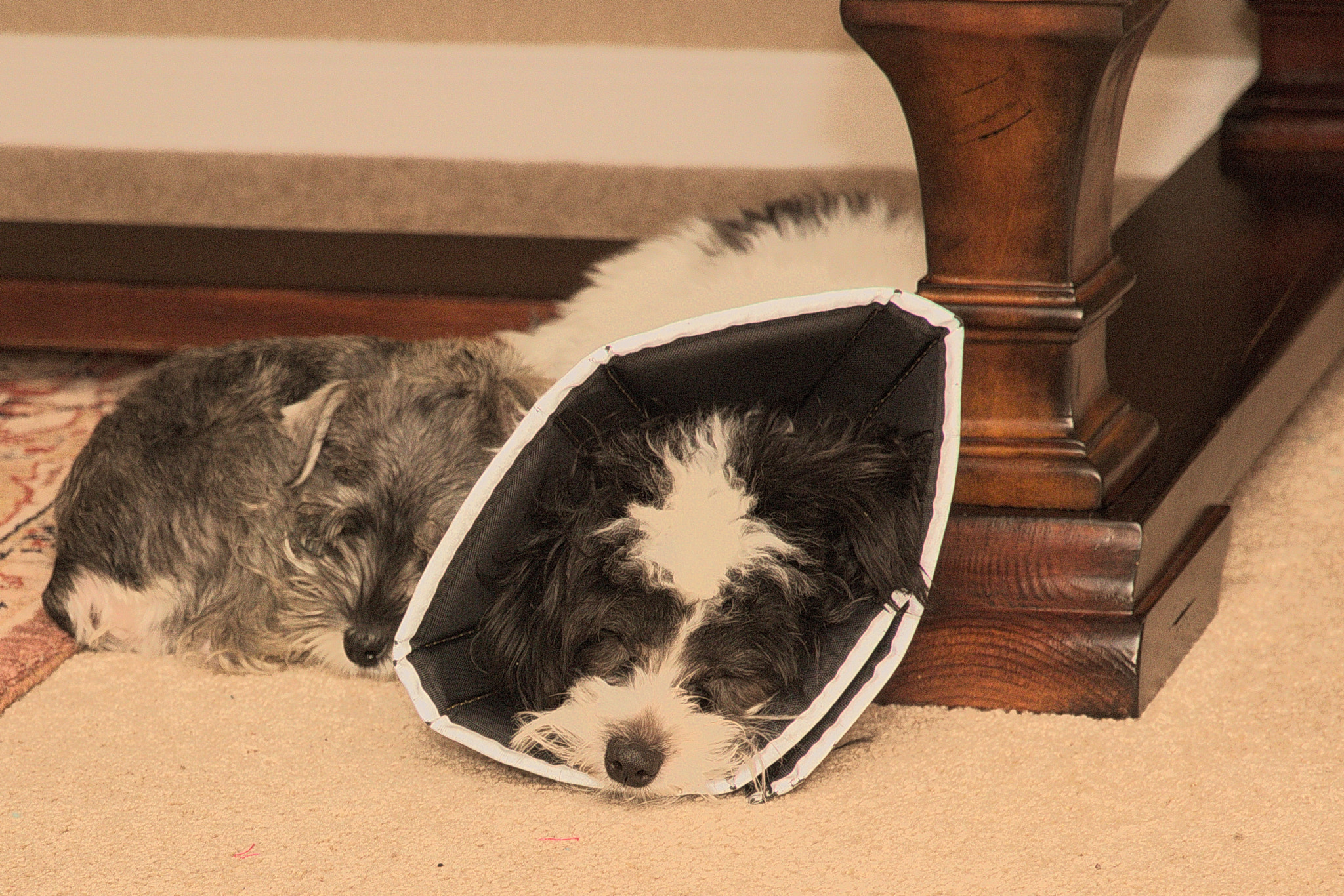 Canon EOS 600D (Rebel EOS T3i / EOS Kiss X5) sample photo. Sibling love. photography