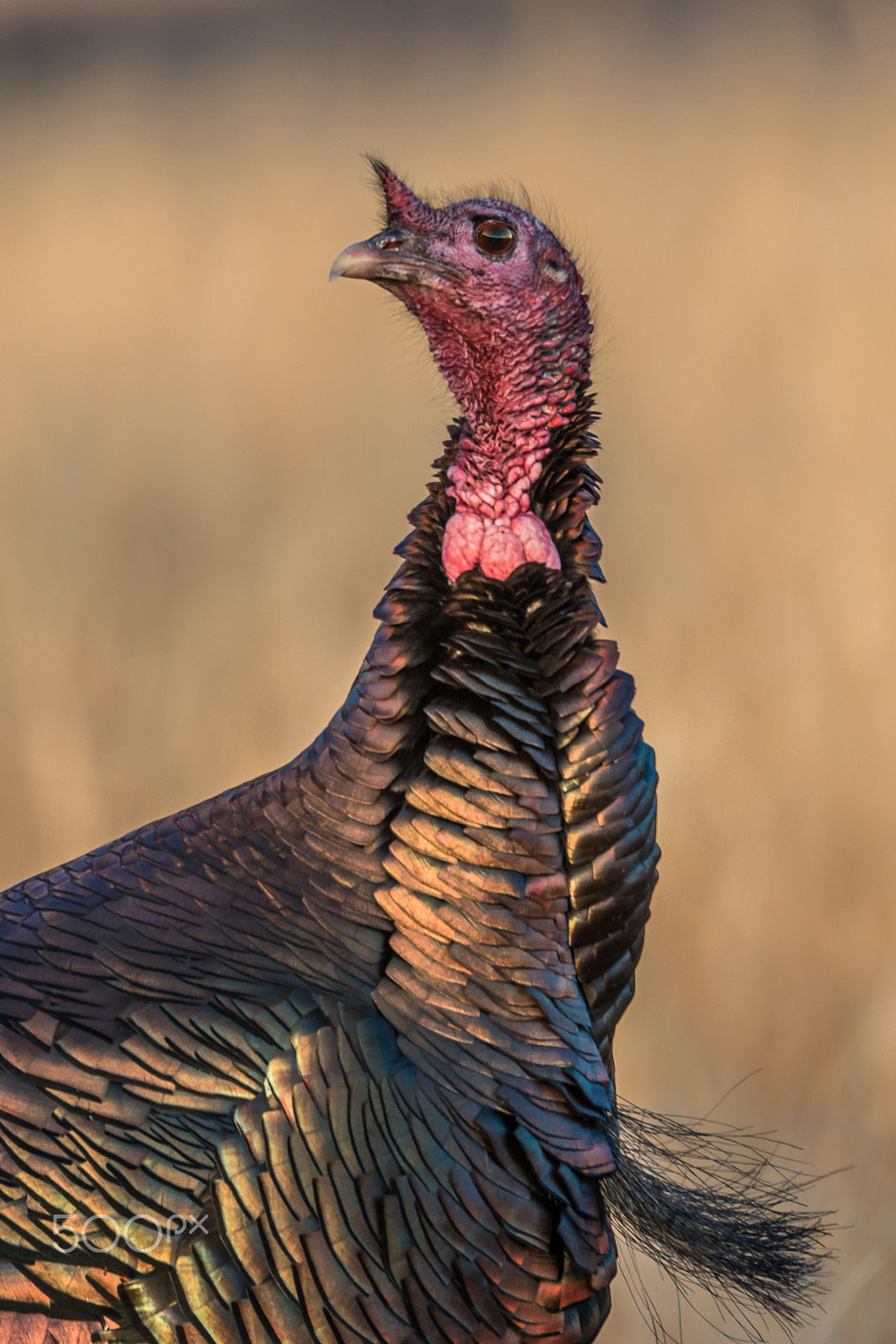 Sigma 150-600mm F5-6.3 DG OS HSM | S sample photo. Wild turkey portrait photography