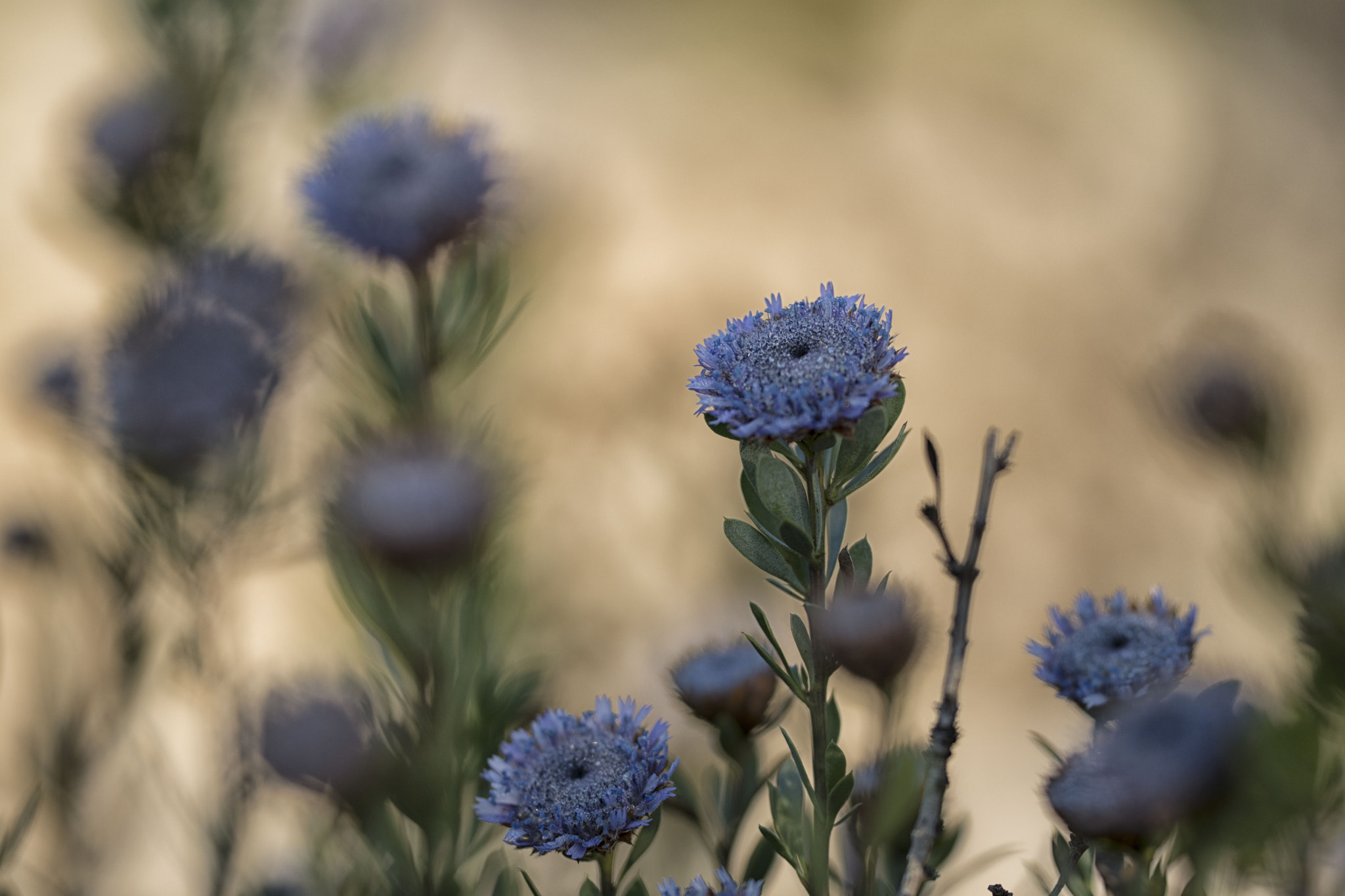 Sigma 150mm F2.8 EX DG OS Macro HSM sample photo. El collao photography