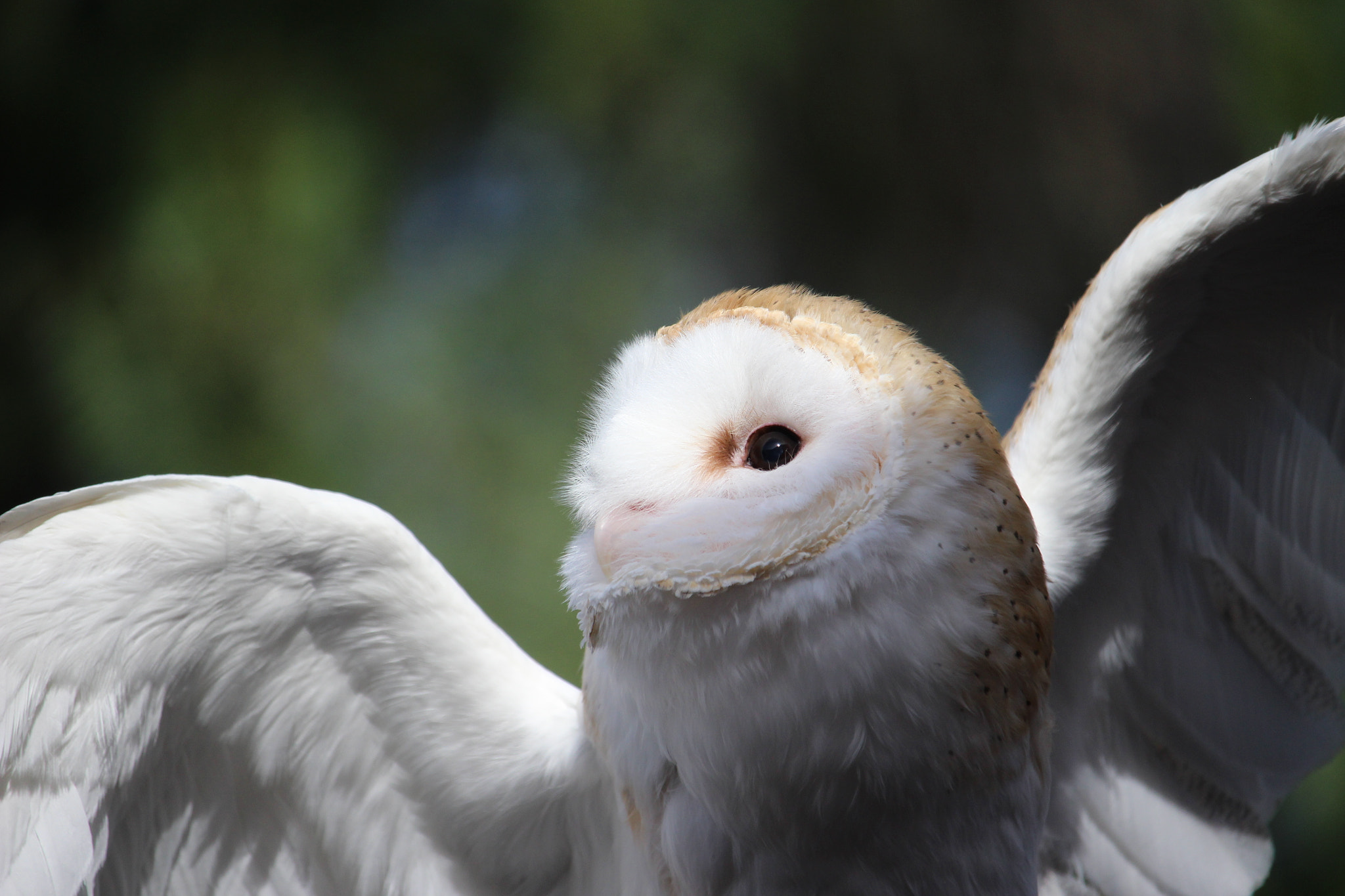 Canon EOS 100D (EOS Rebel SL1 / EOS Kiss X7) sample photo. Barn owl photography